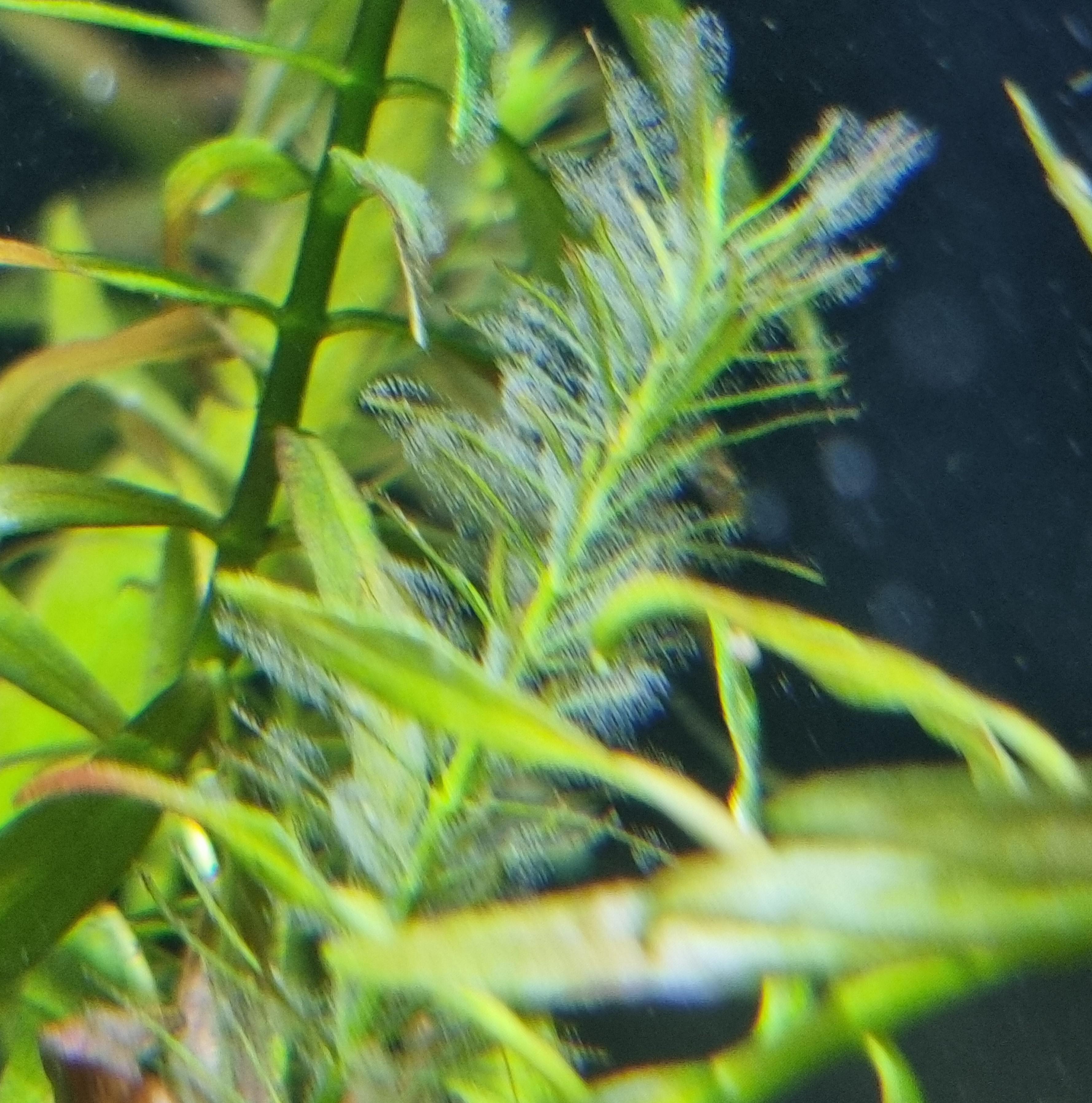 White fuzz growing on plants, what is it? r/Aquariums