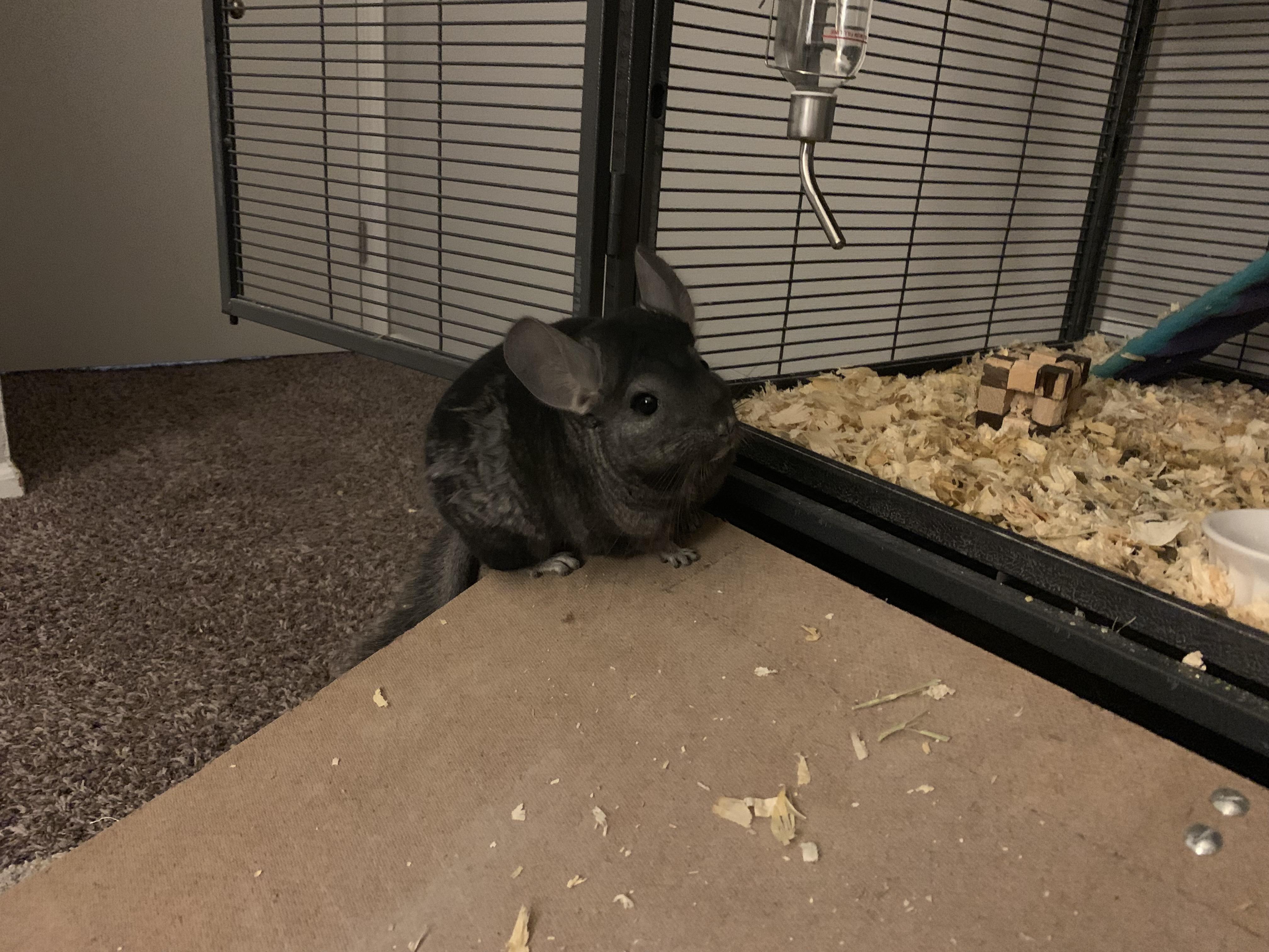 The Moment You Almost Got Him Back In The Cage From Playtime... r/chinchilla