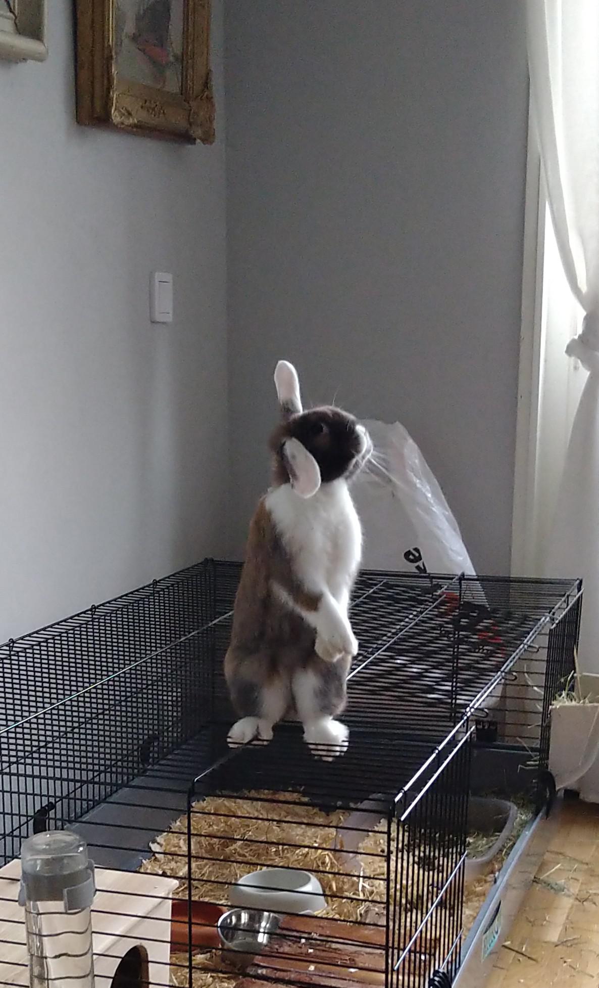 Why stay in the cage when you can stand on it?! r/BunniesStandingUp