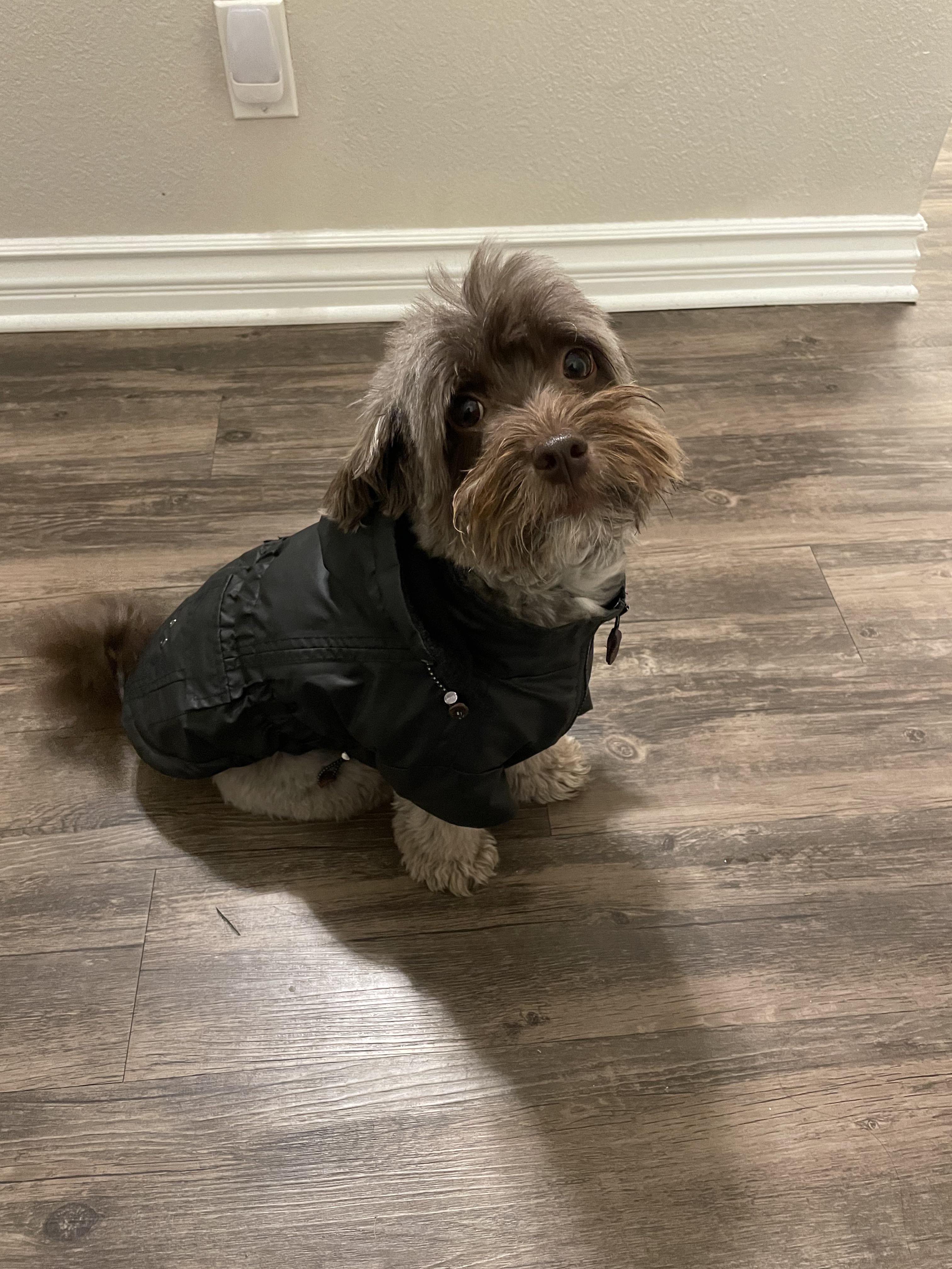 Oliver loves his raincoat r/Havanese