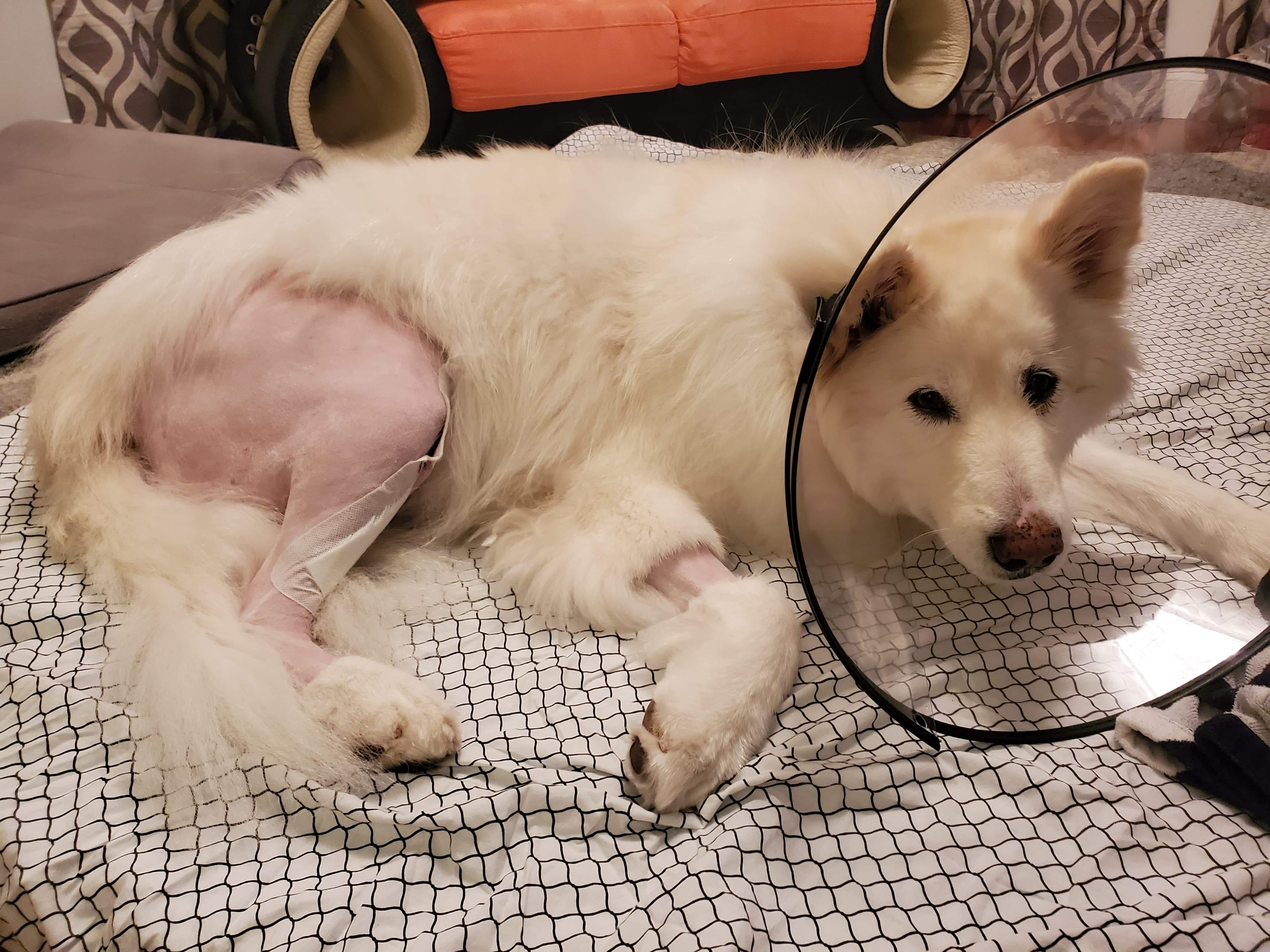 How Long Does It Take A Dog To Recover From Tplo Surgery