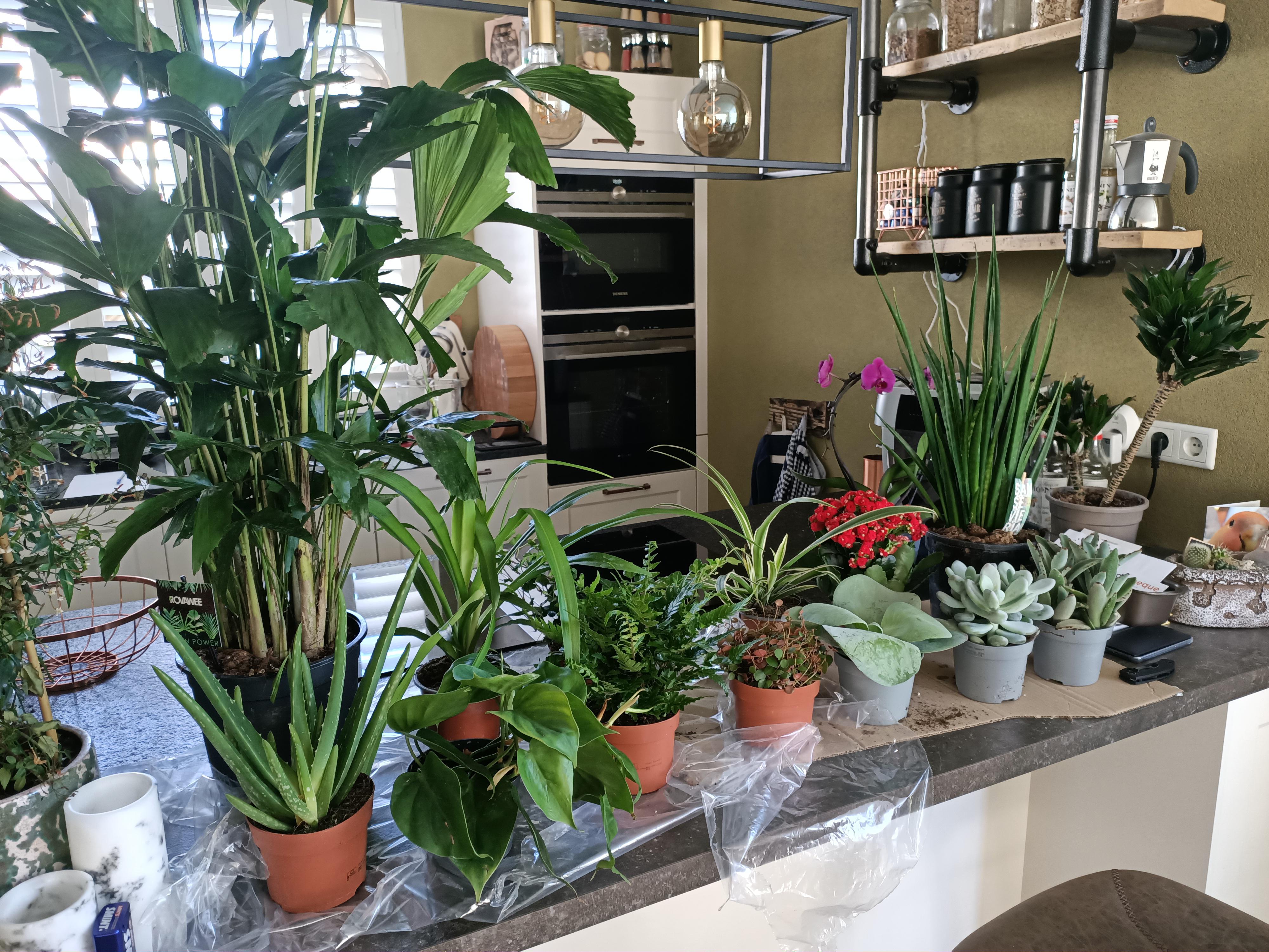 A company in the Netherlands sells boxes filled with plants that are