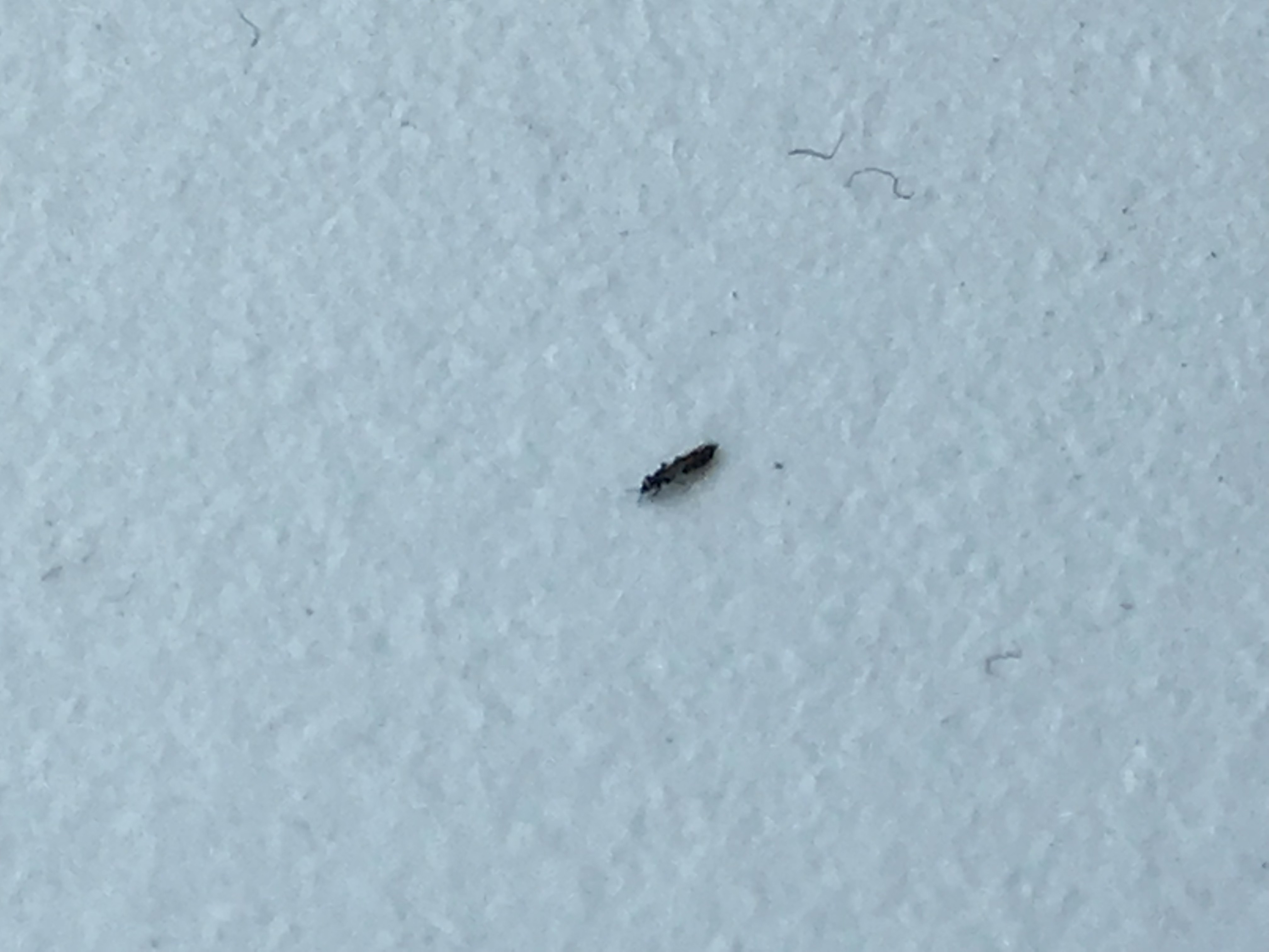 [Denmark] Small (less than 1 mm long), black insects on window sills