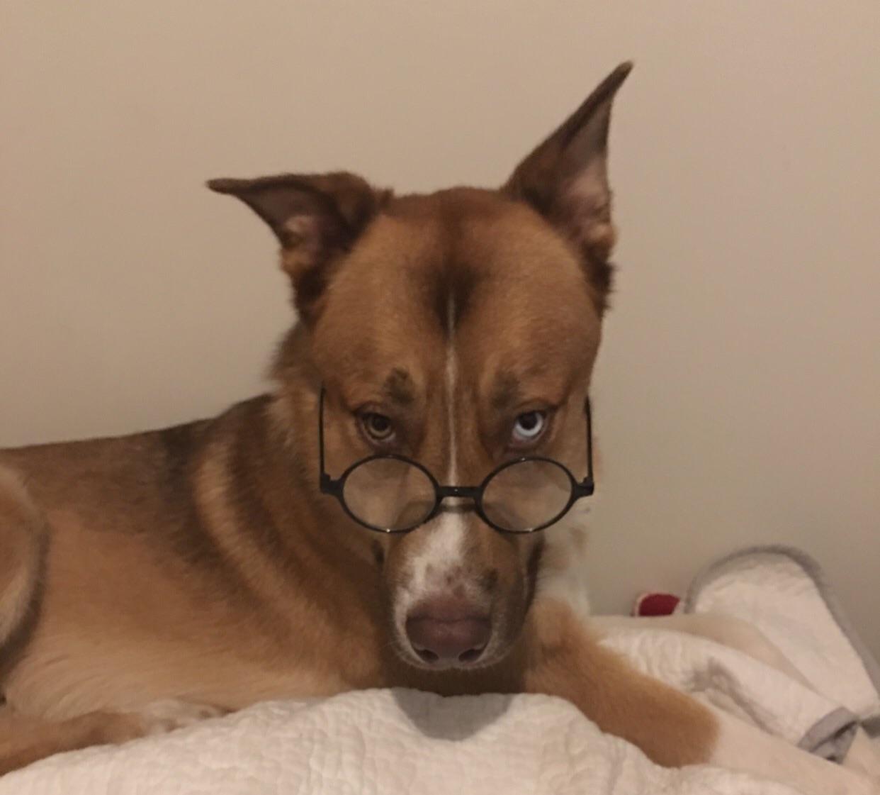 PsBattle Dog wearing glasses