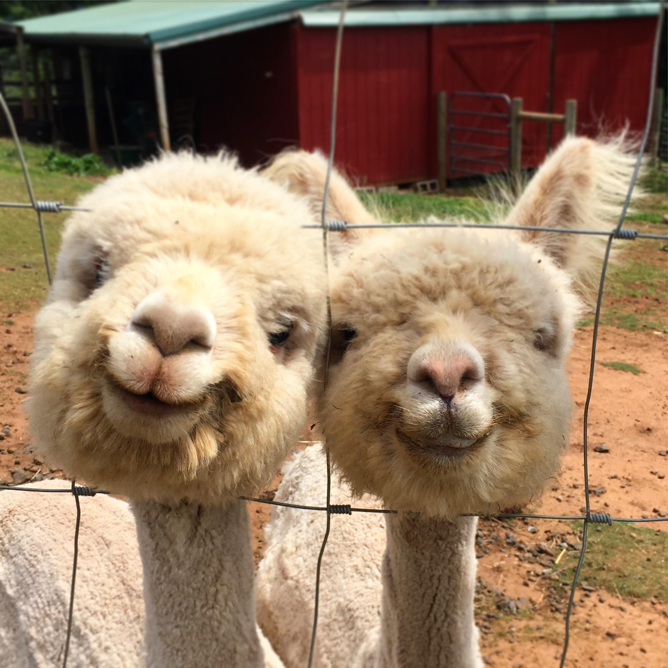 Just two alpacas smiling for a photo. r/aww