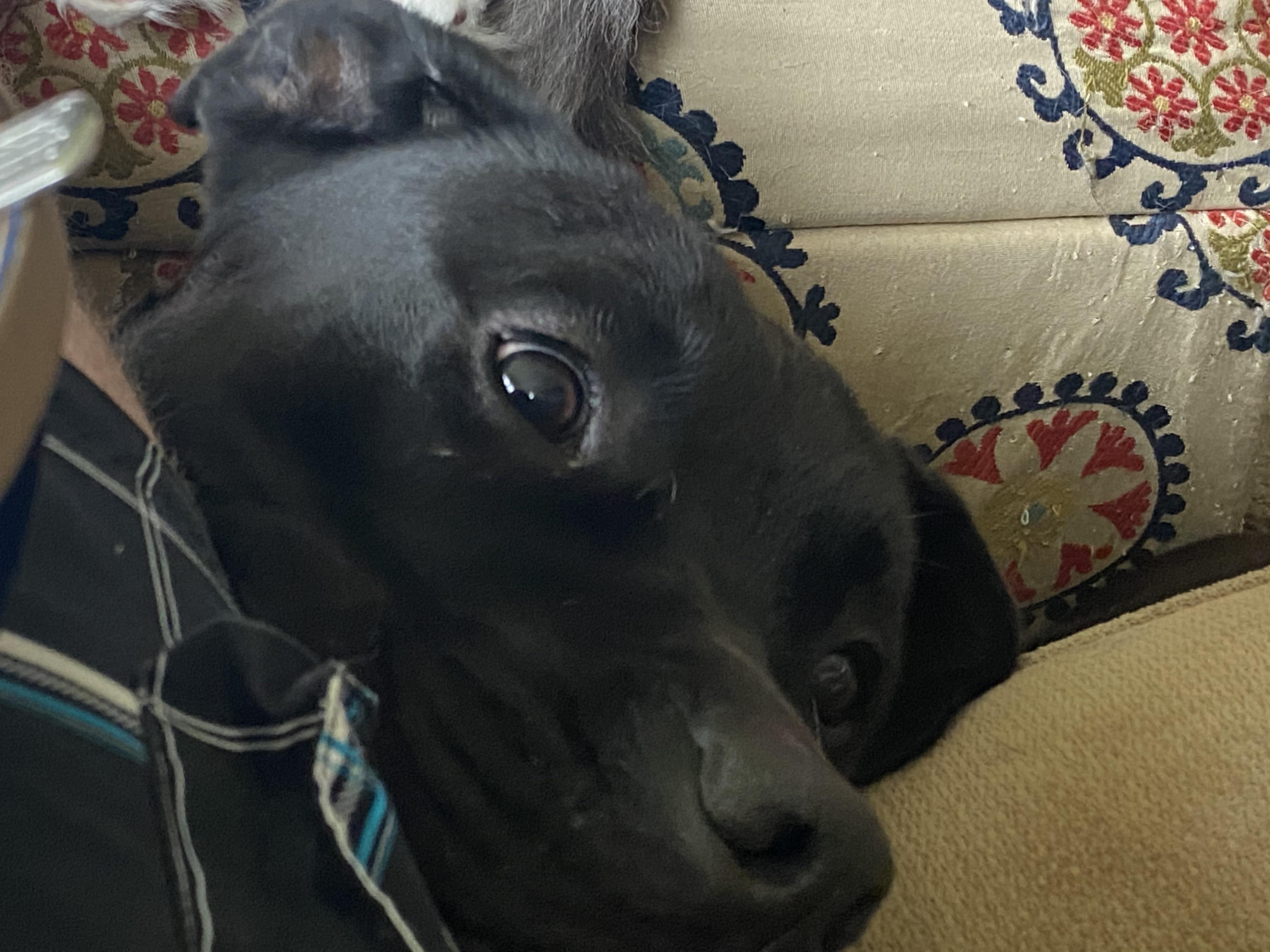 "I heard cellophane. You better not be bogarting." r/forblackdogs