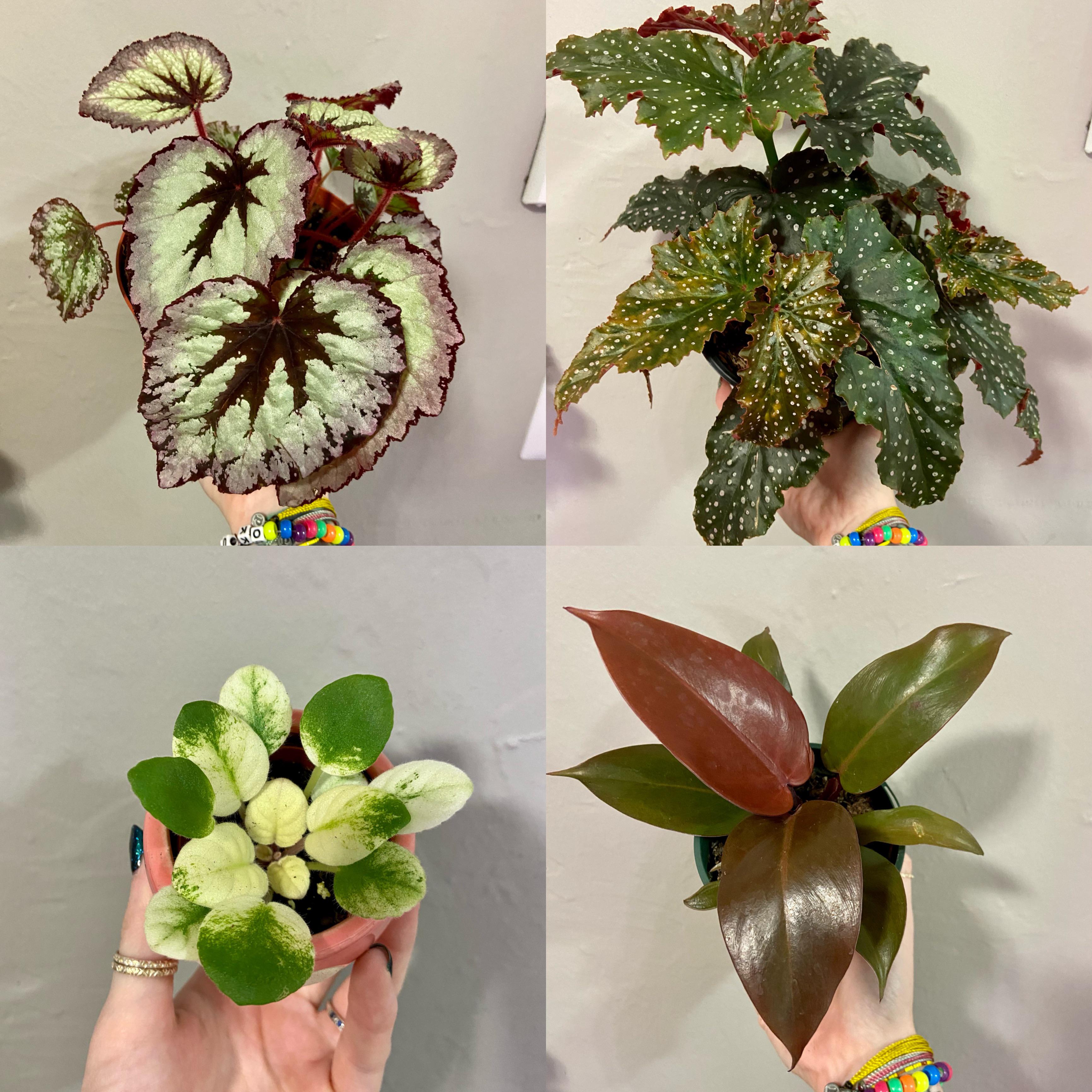 New plant pick up! r/plants