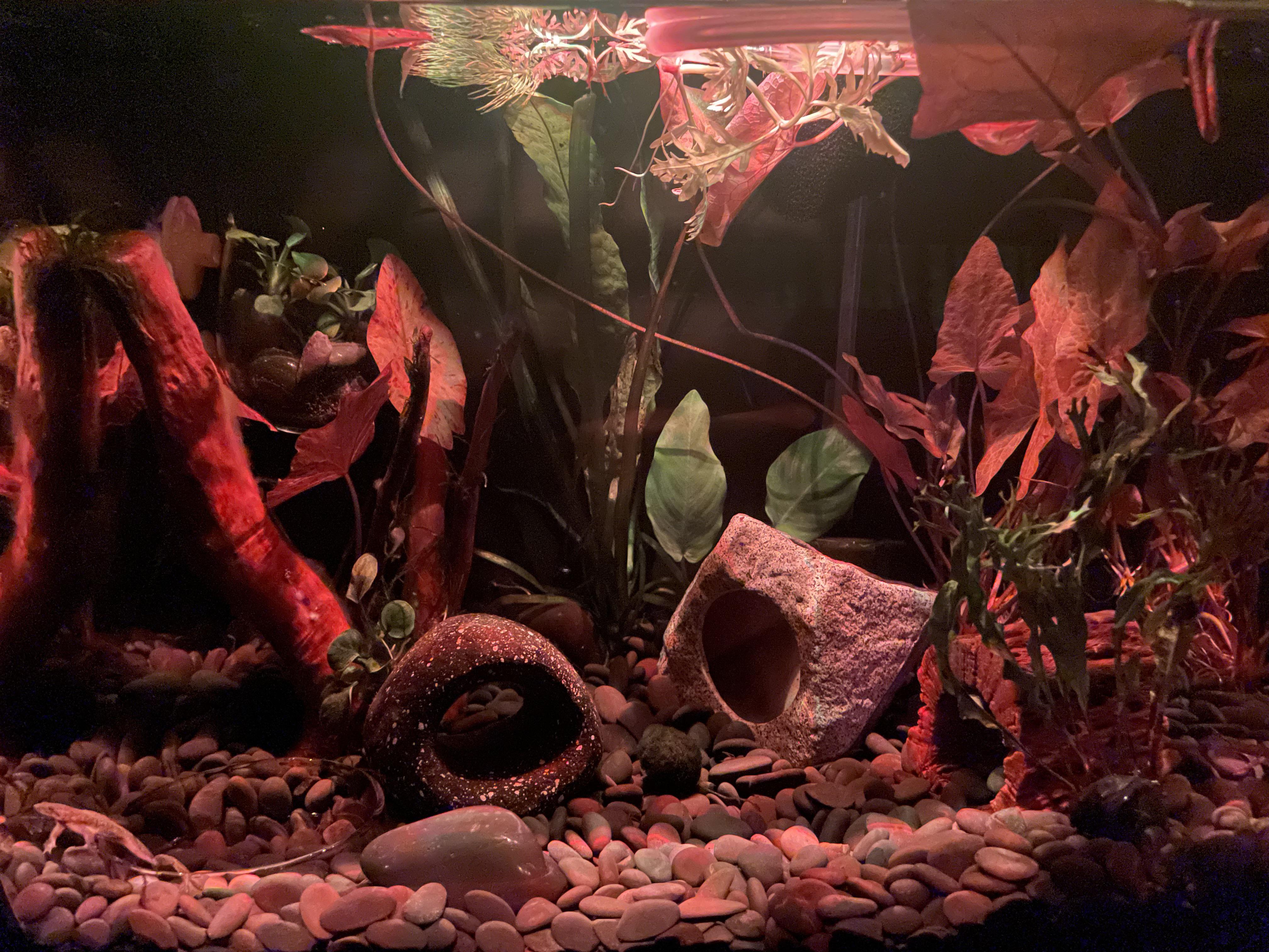 biofilm on new driftwood + orange light = instant halloween tank r/Aquariums