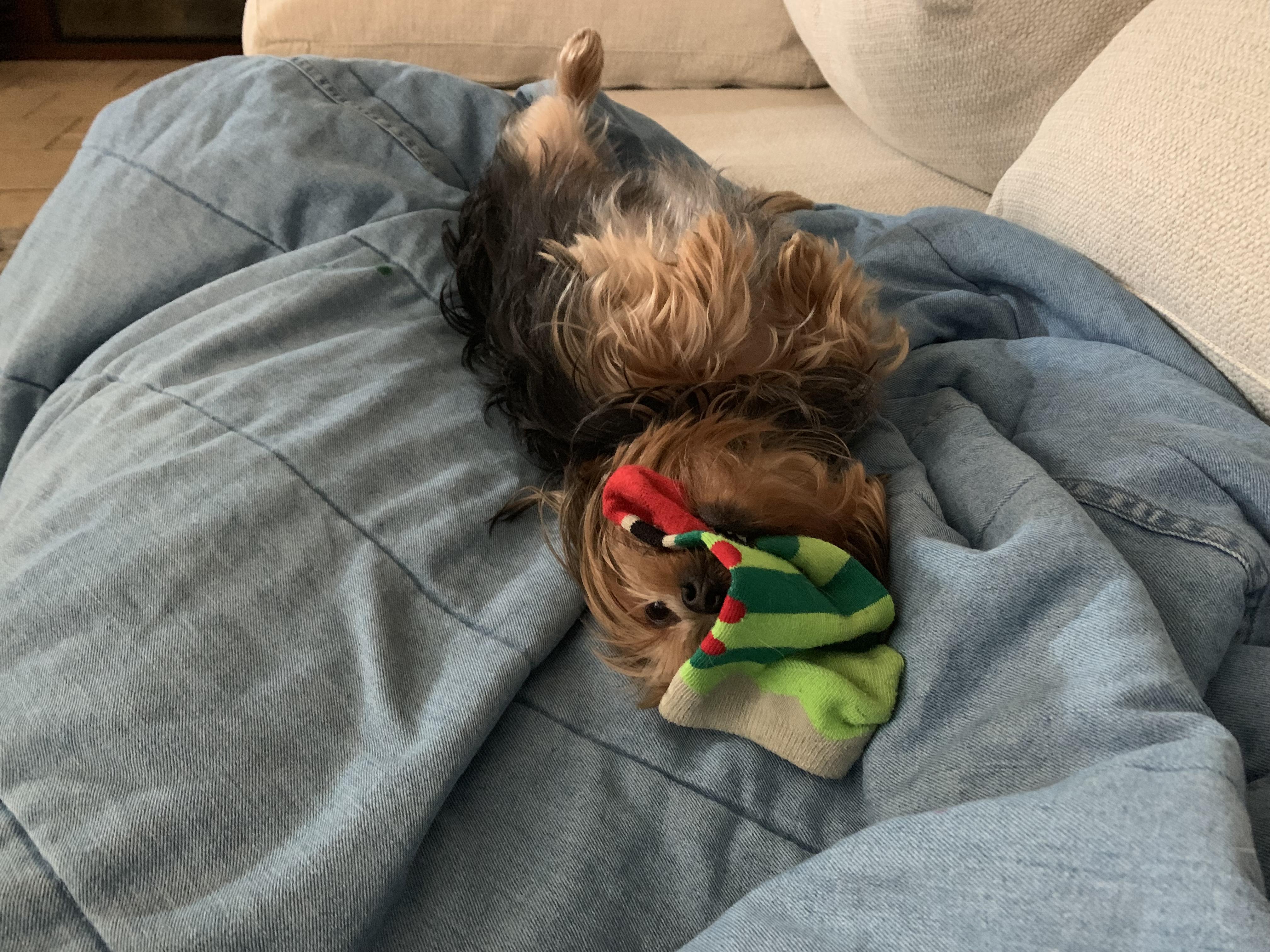 My dog loves socks r/aww