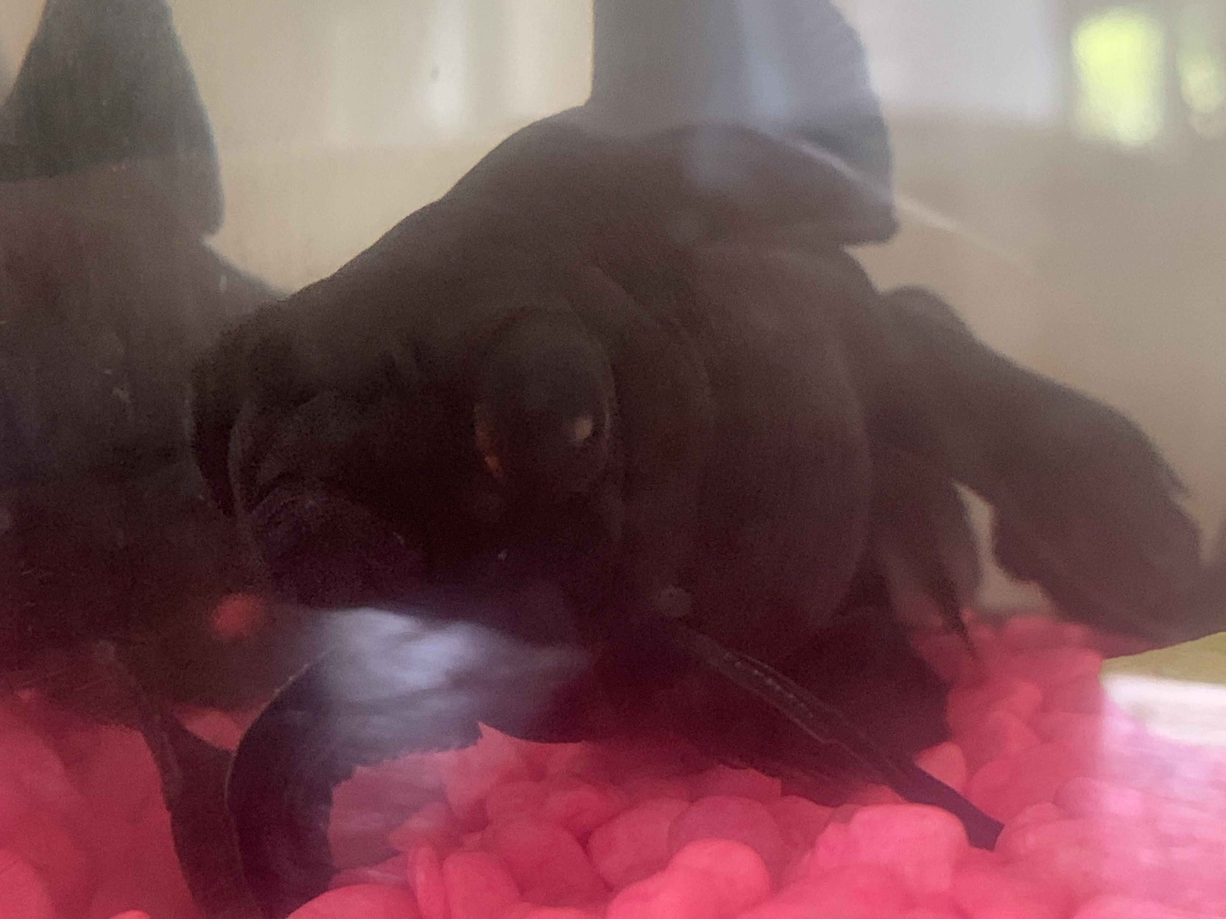 My Black Moor has a small white spot on his eye… What could it be? He’s