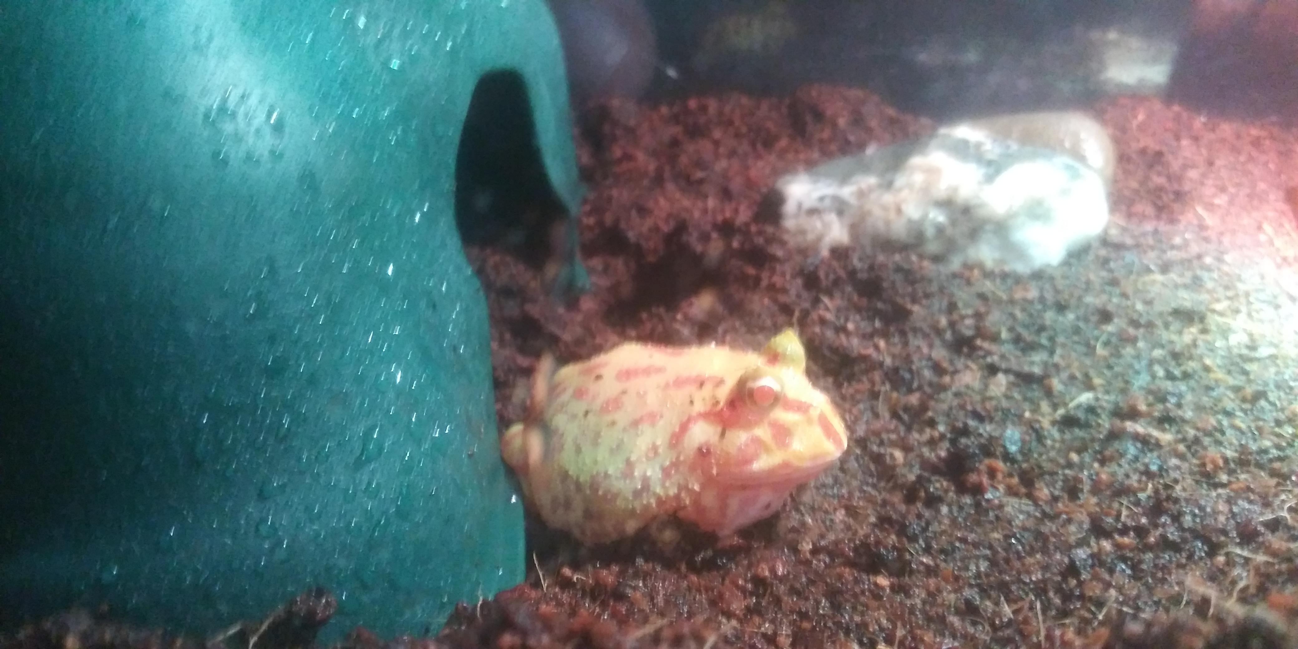 I'm pretty sure Green Tea is actually a albino pacman frog. The heat