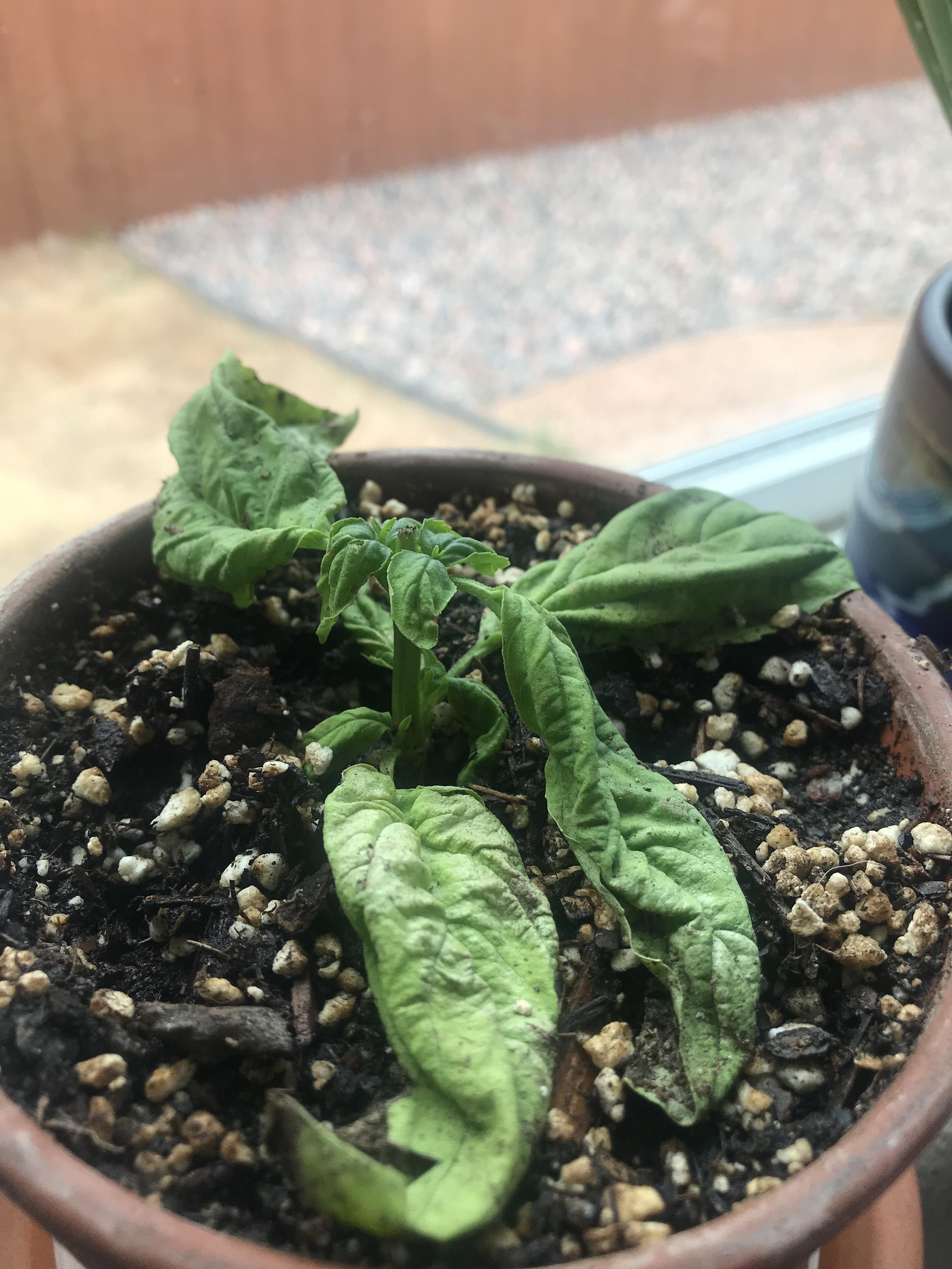 what’s wrong with my basil? recently transplanted from water
