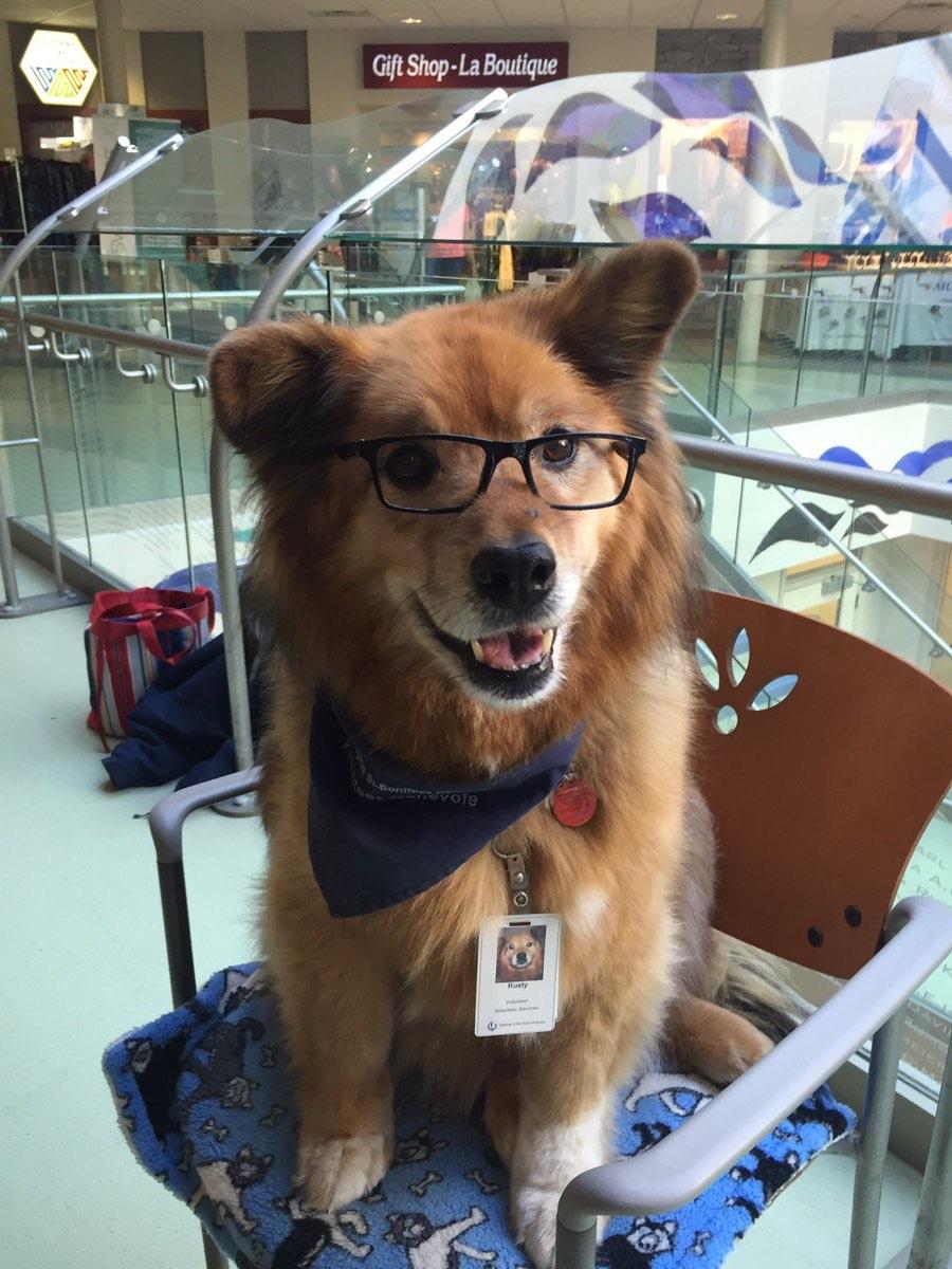Rusty, the hospital therapy dog from Winnipeg r/dogswithjobs
