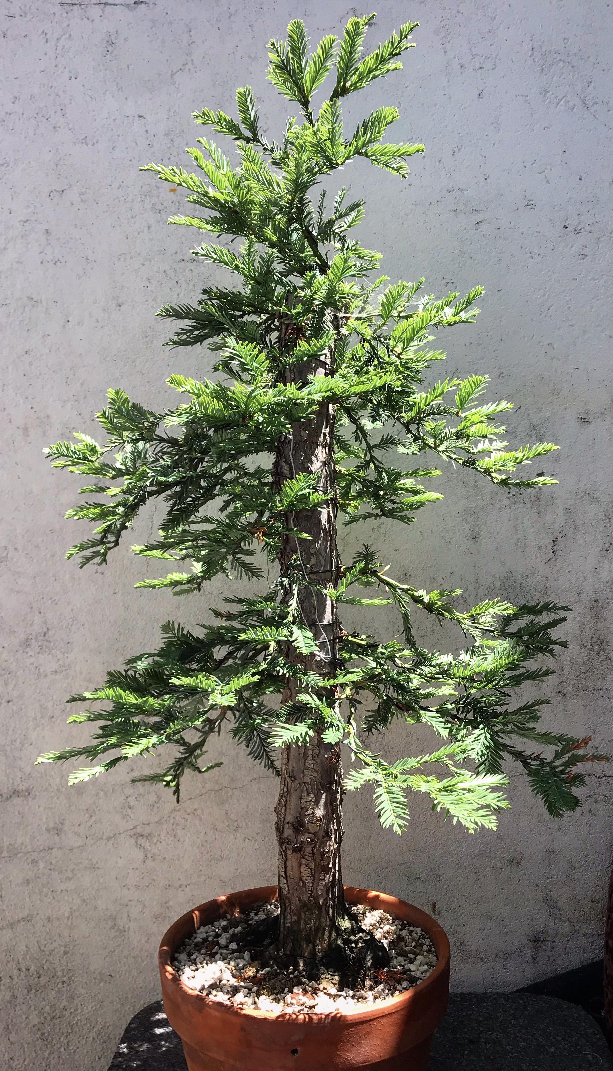 Coast Redwood Bonsai Tree bonzaitree Bonsai Tree Care,, 57 OFF