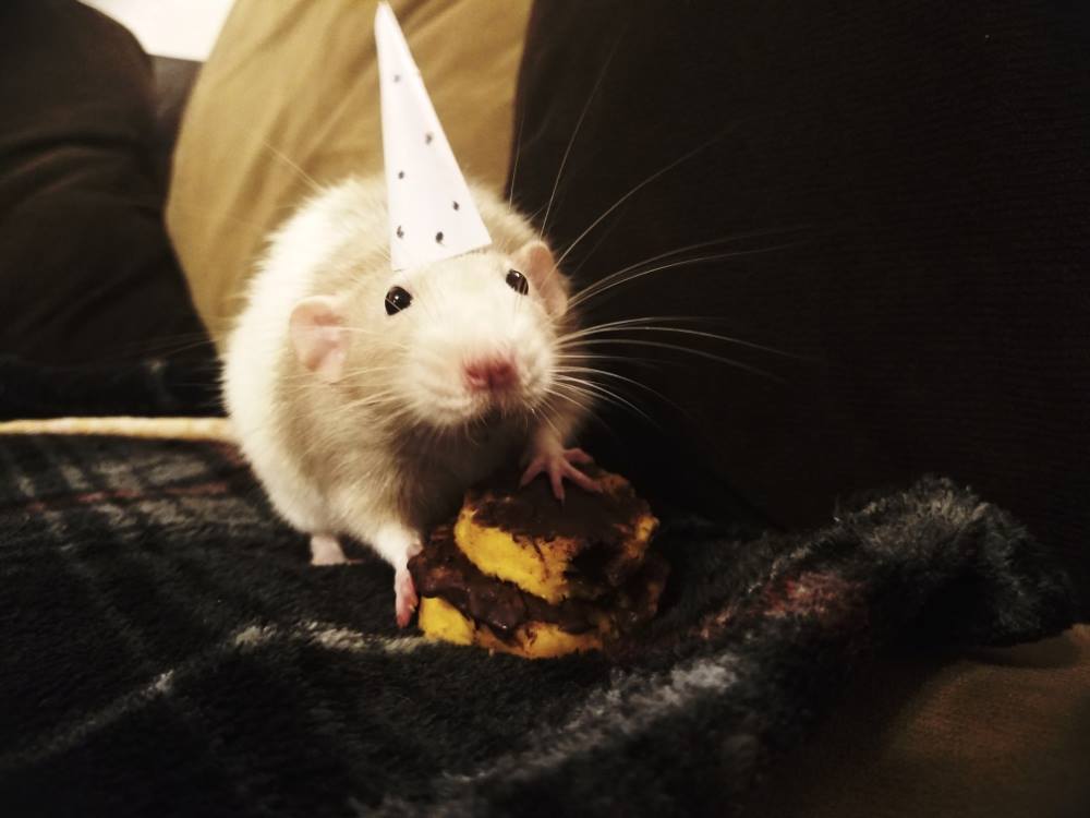 It was my rats first birthday so I made him a cake r/aww