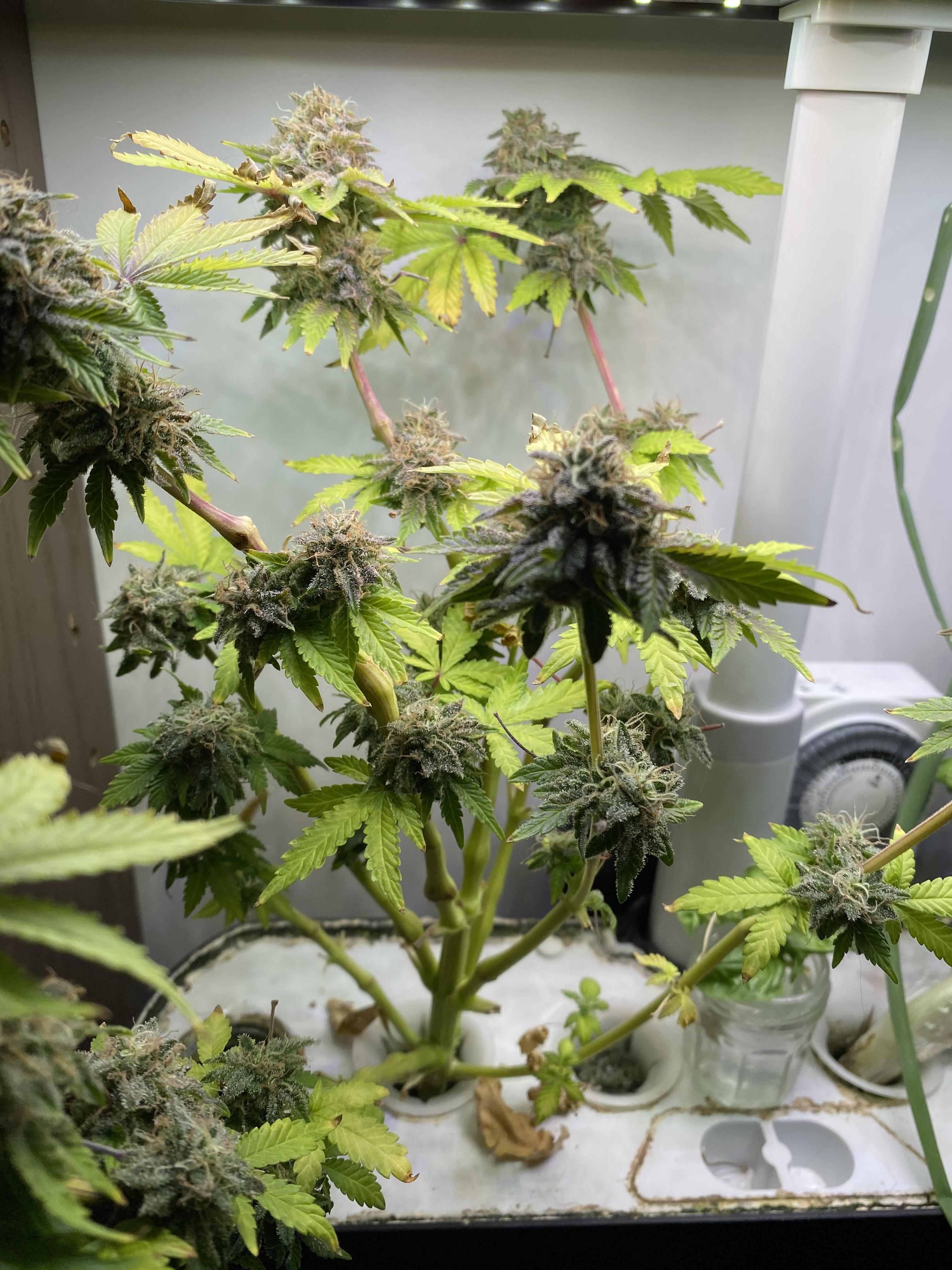 Update on the aerogarden. Bout finished. Giving her a few more days