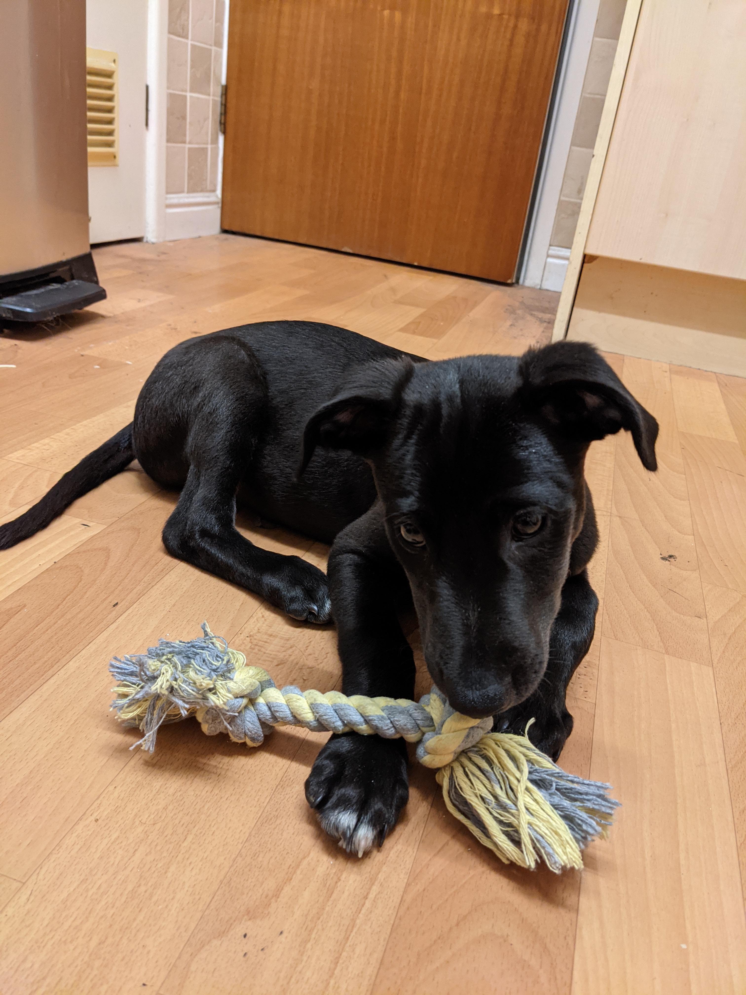 Can't anyone help identify my dog? All I was told is "lurcher", he's