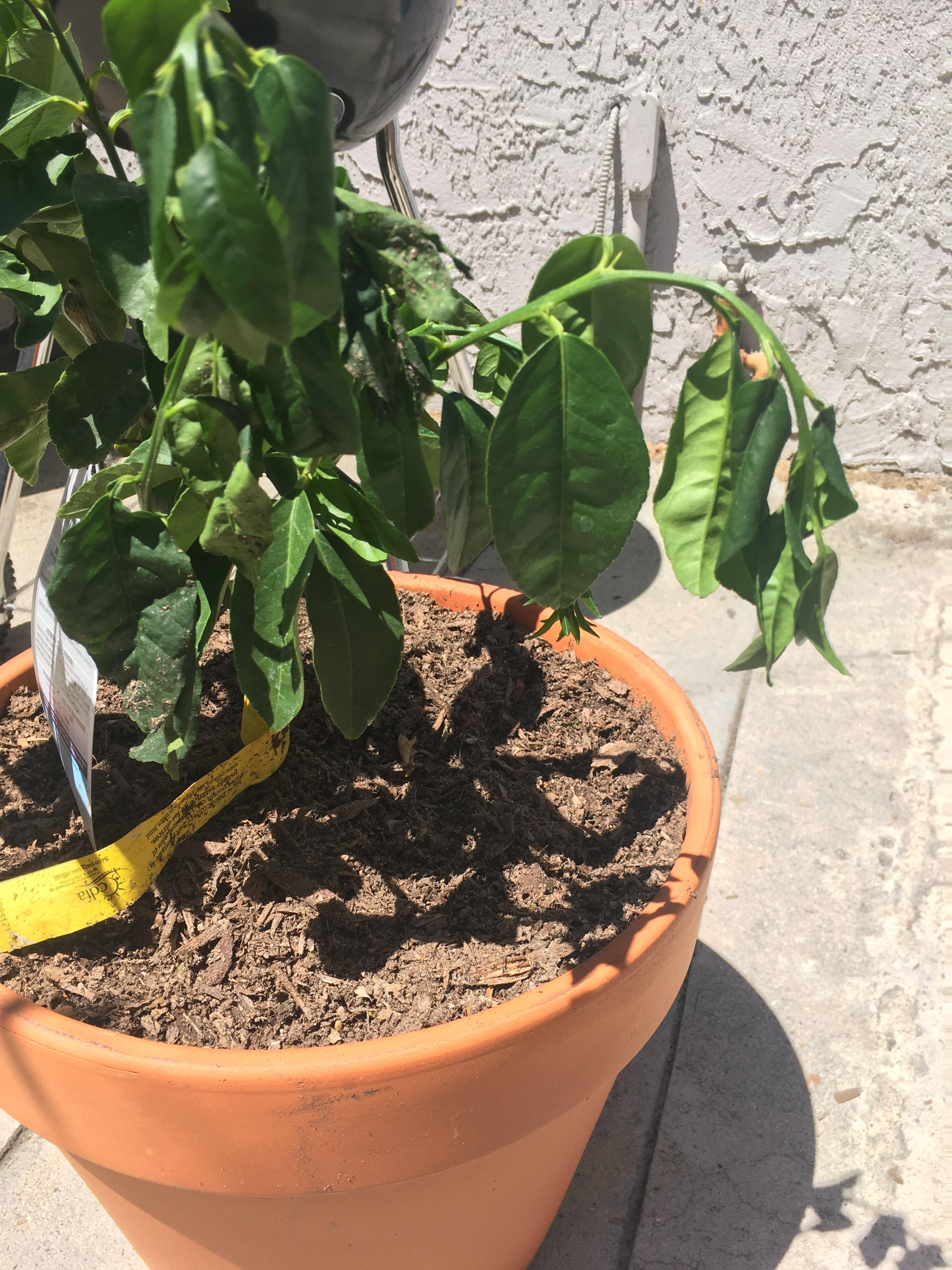 lime tree leaves drooping Takako Blackmon