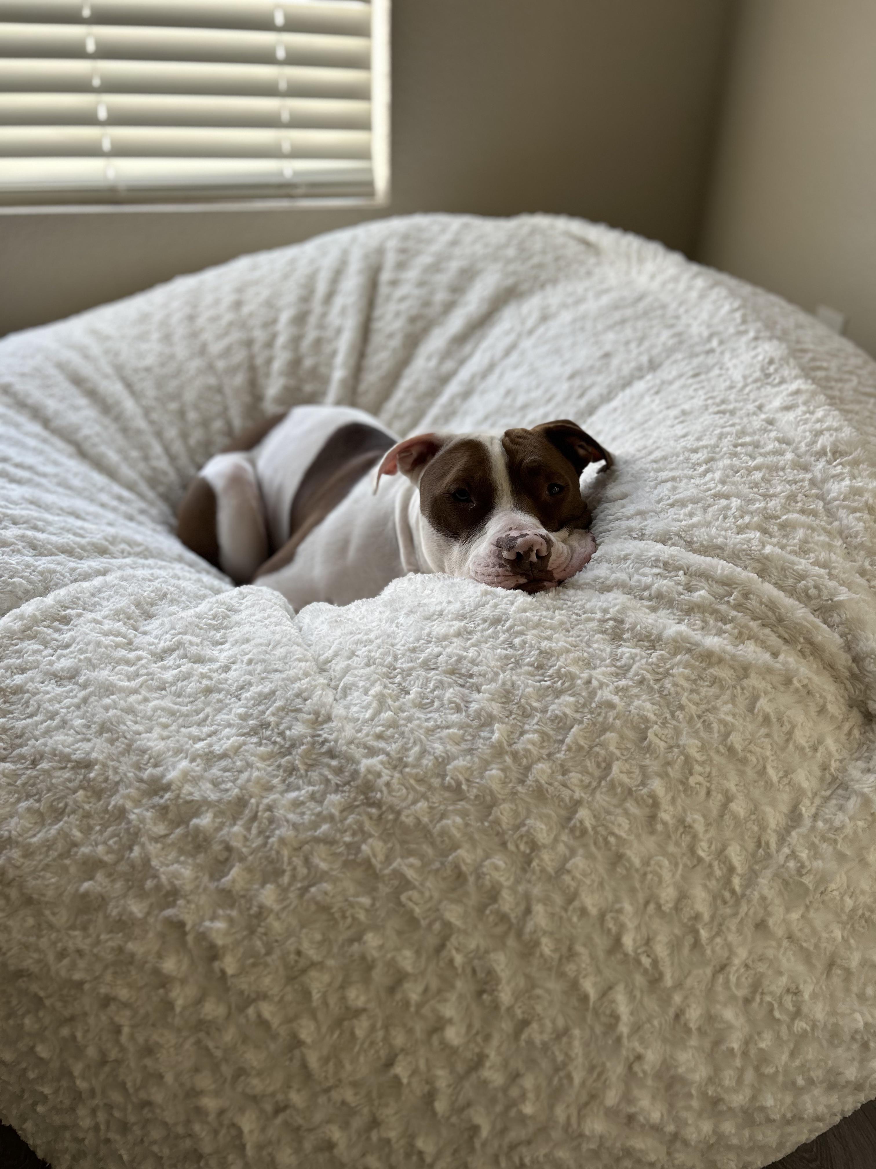 Beni enjoying his 700 dog bed… r/Lovesac