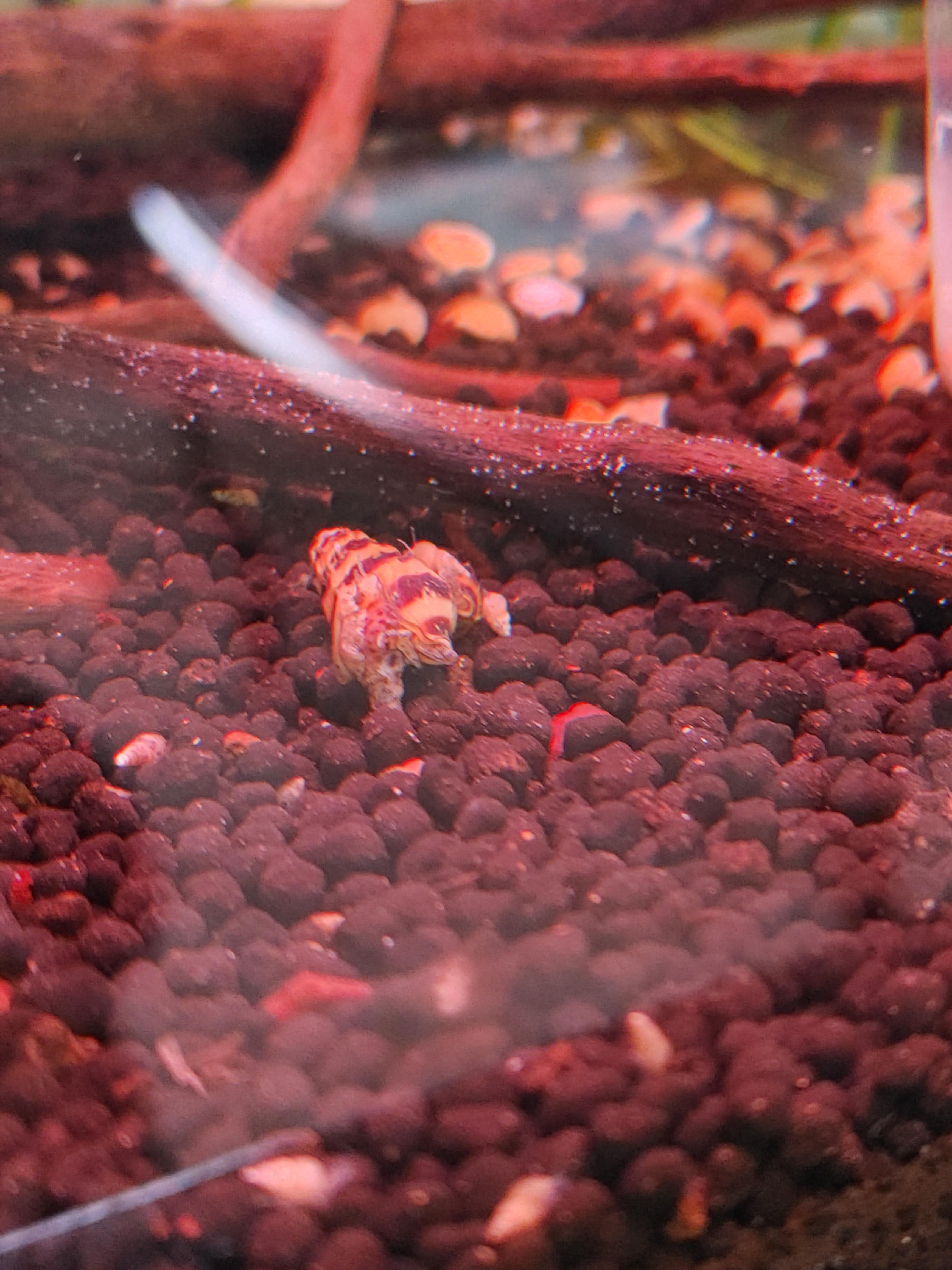 First time snail owner and got these two assassin snails today. They're