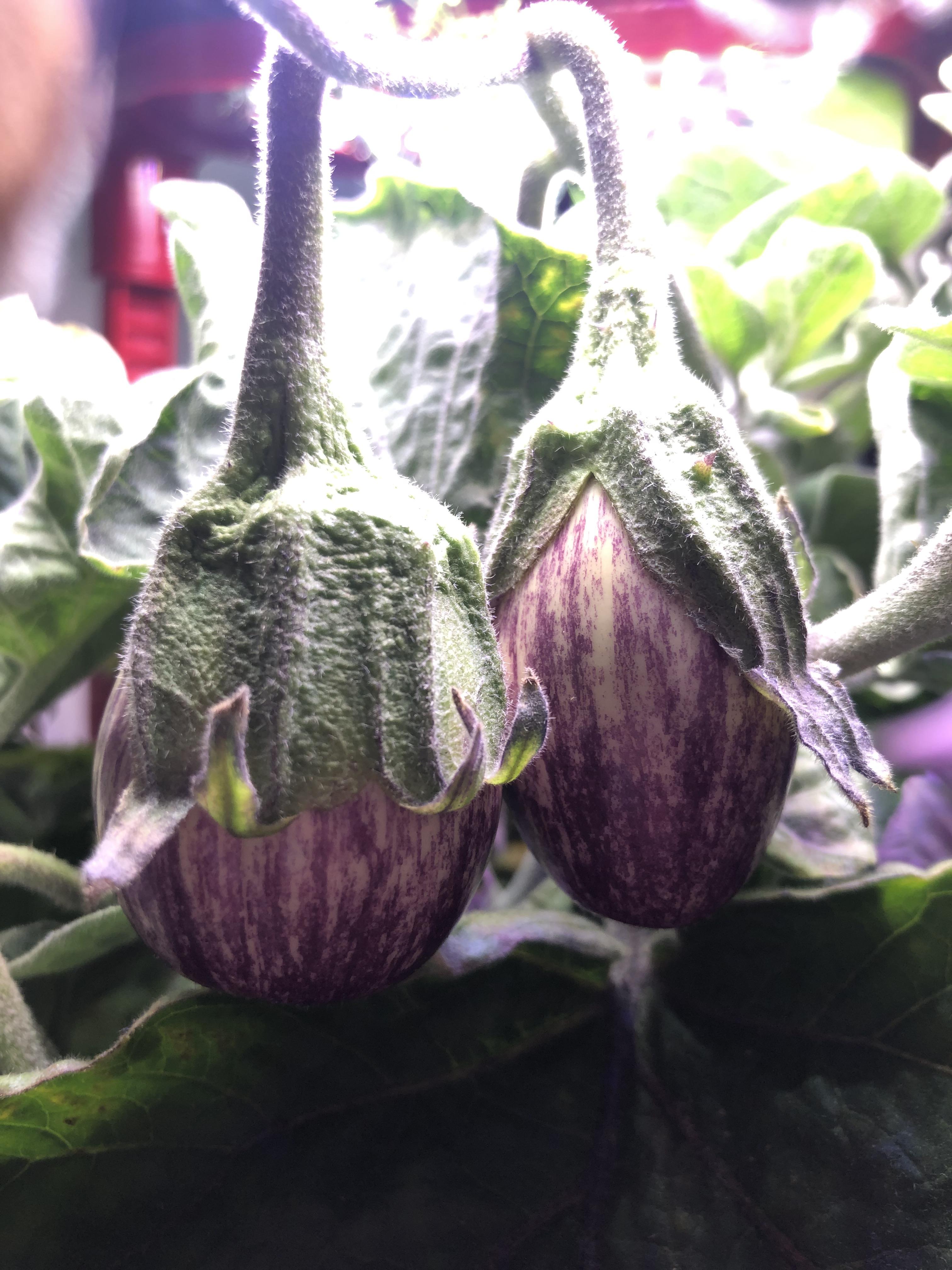 My piccolo eggplants are coming along in the aerogarden! 🍆 r/aerogarden