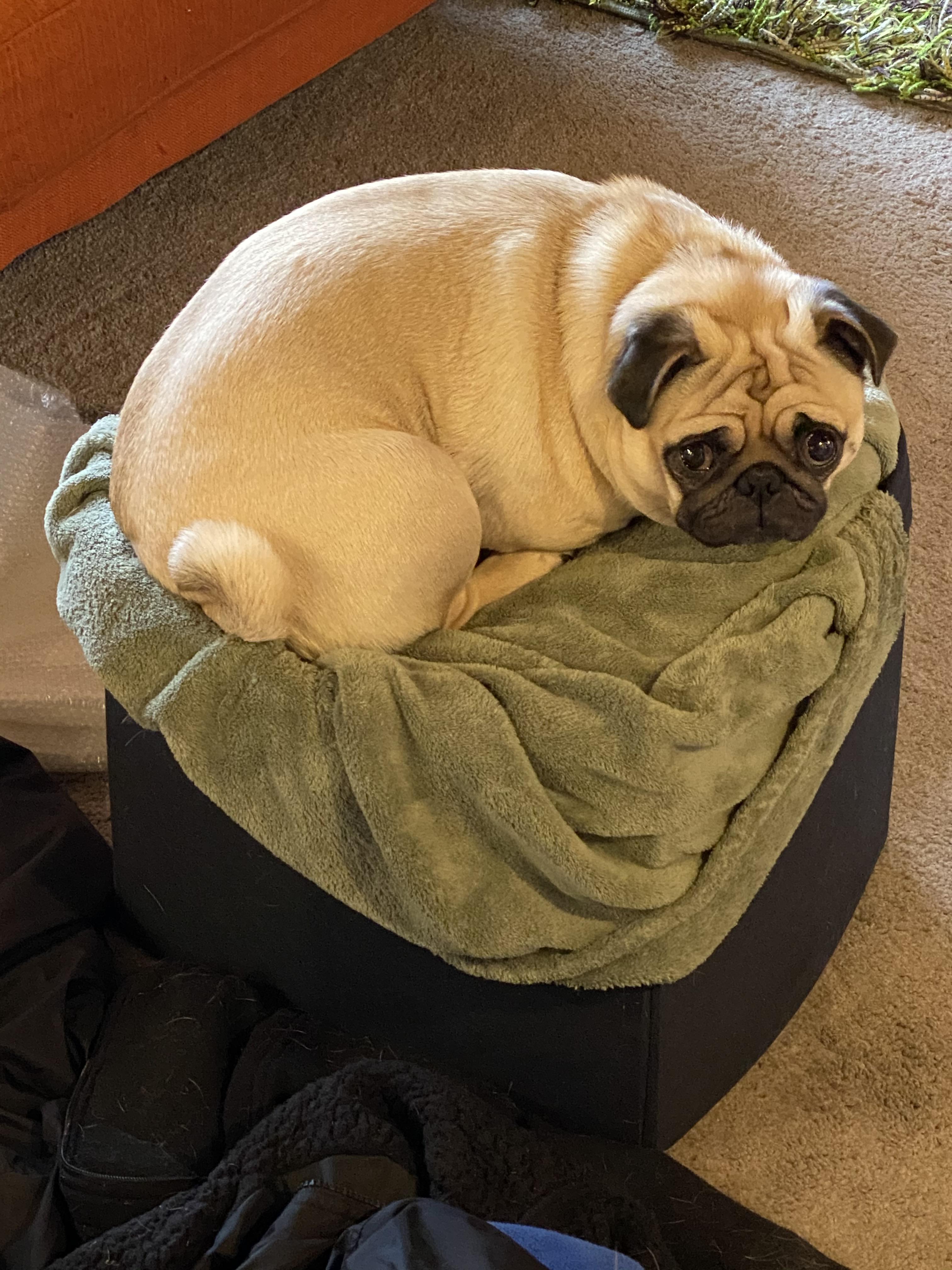 Who’s interested in organic, farmraised pug eggs? r/pugs