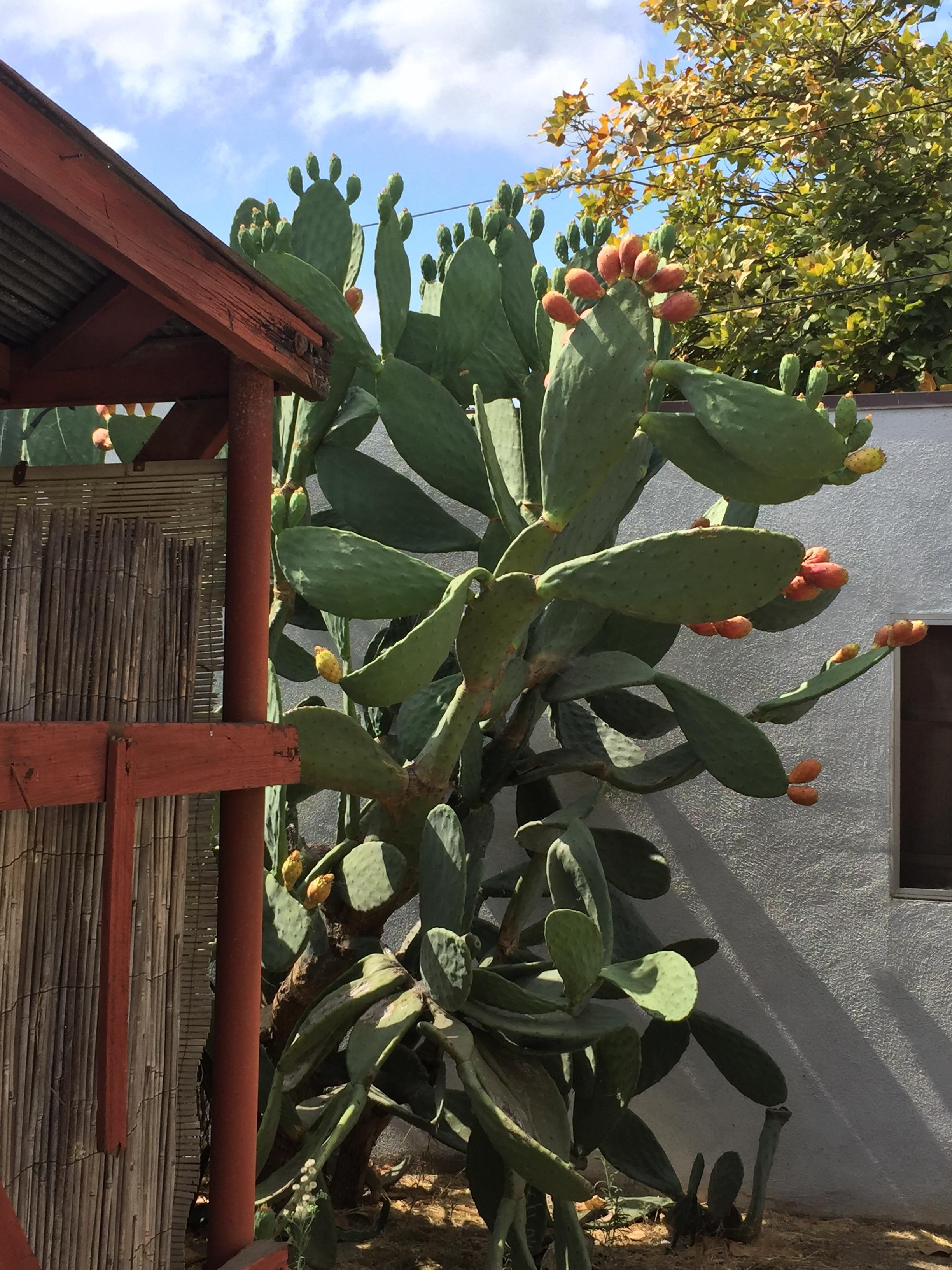 Are these orange bulbs going to be flowers? r/succulents