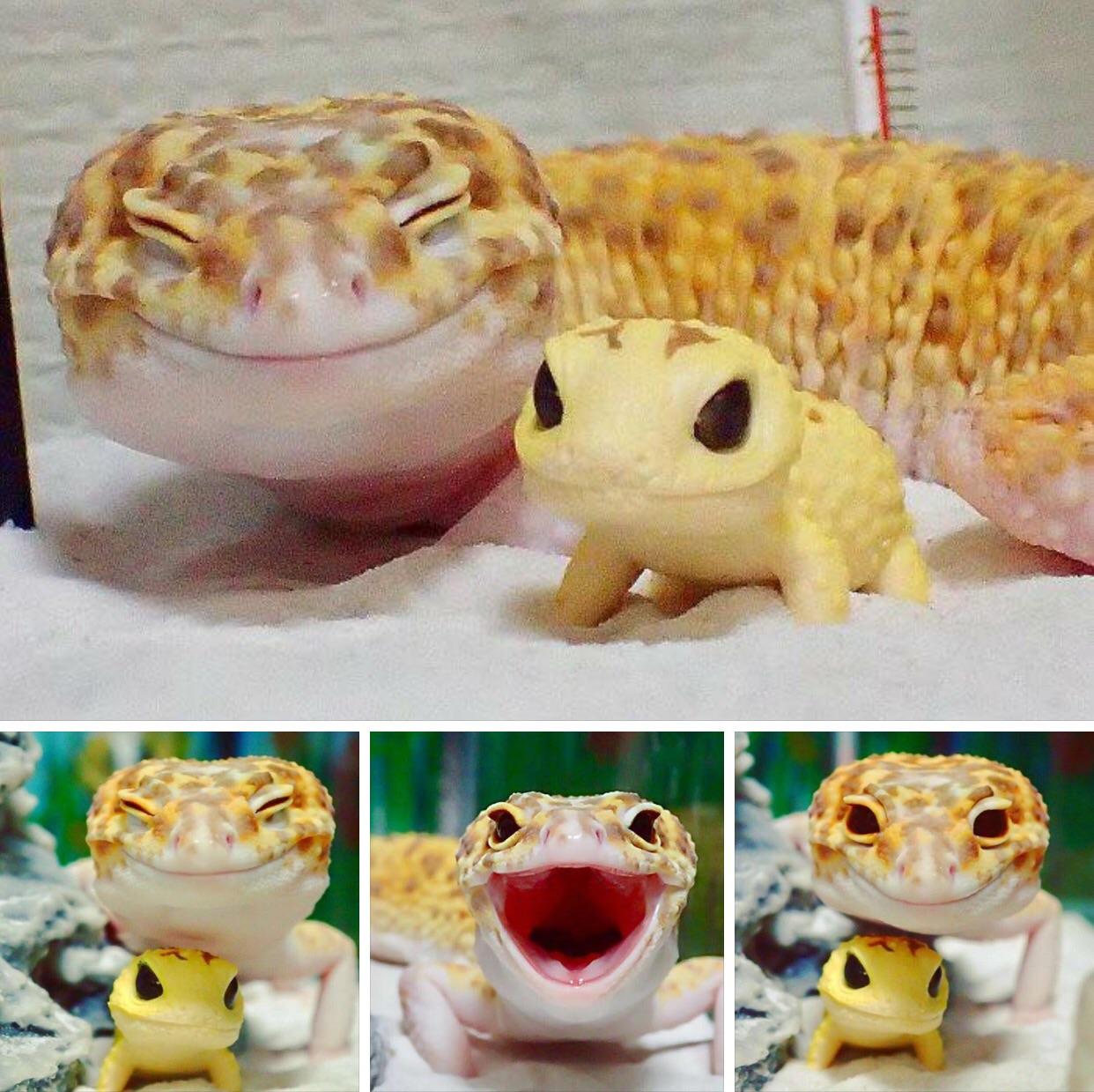 TopRedditPosts Look at this happy gecko with his gecko toy
