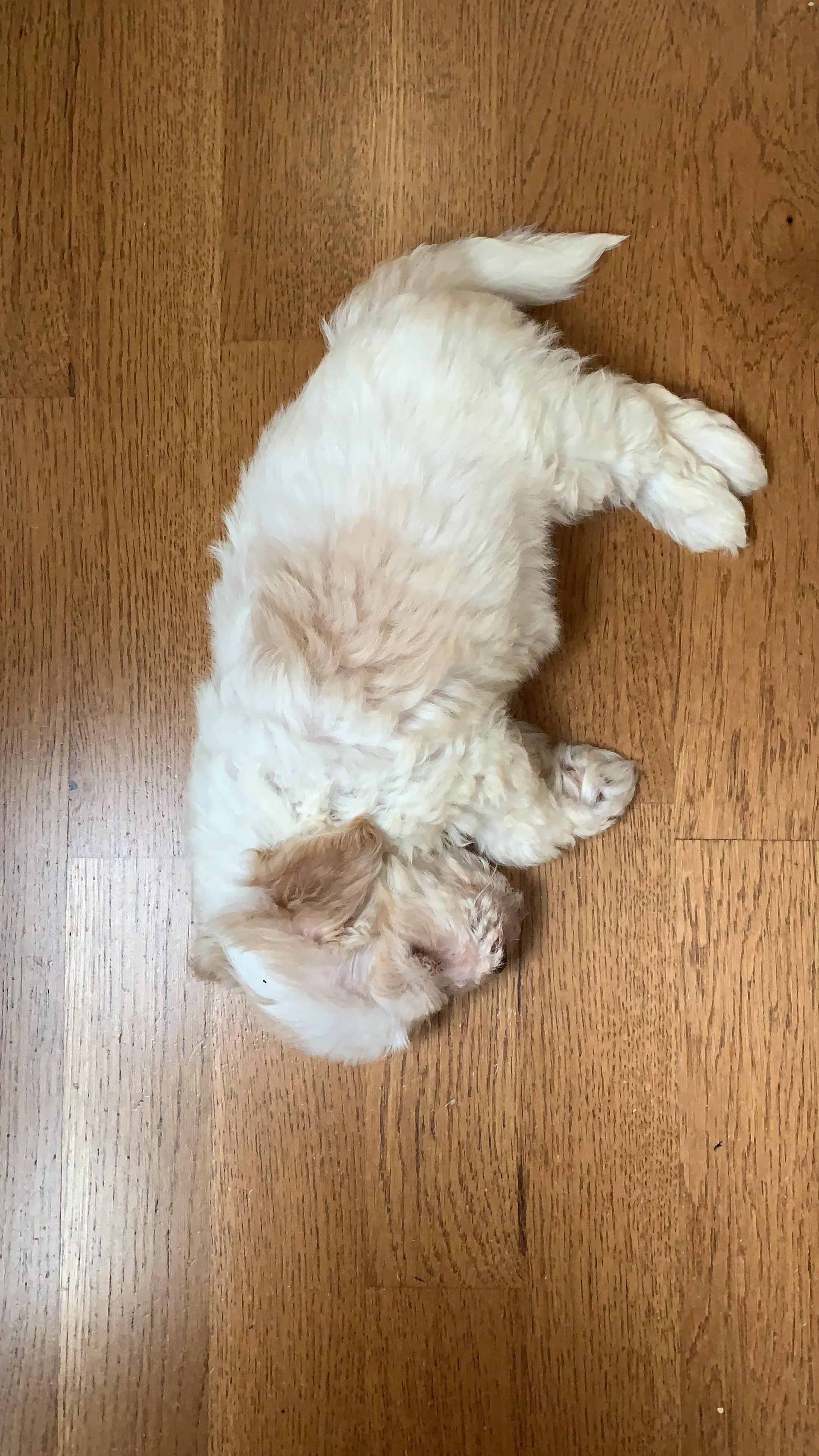 2 months old is always sleeping r/Maltipoo