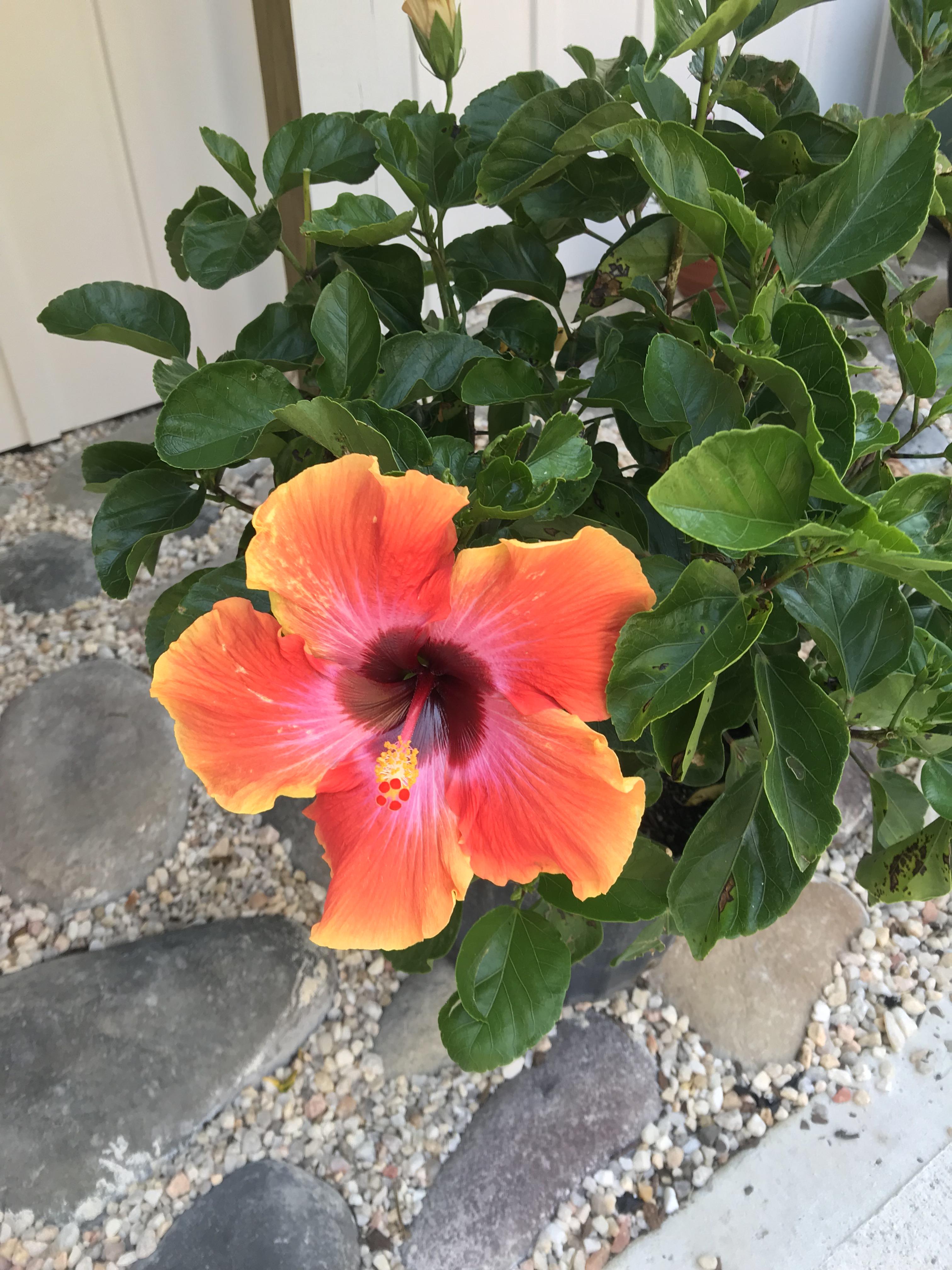 One of my hibiscus flowers. r/gardening