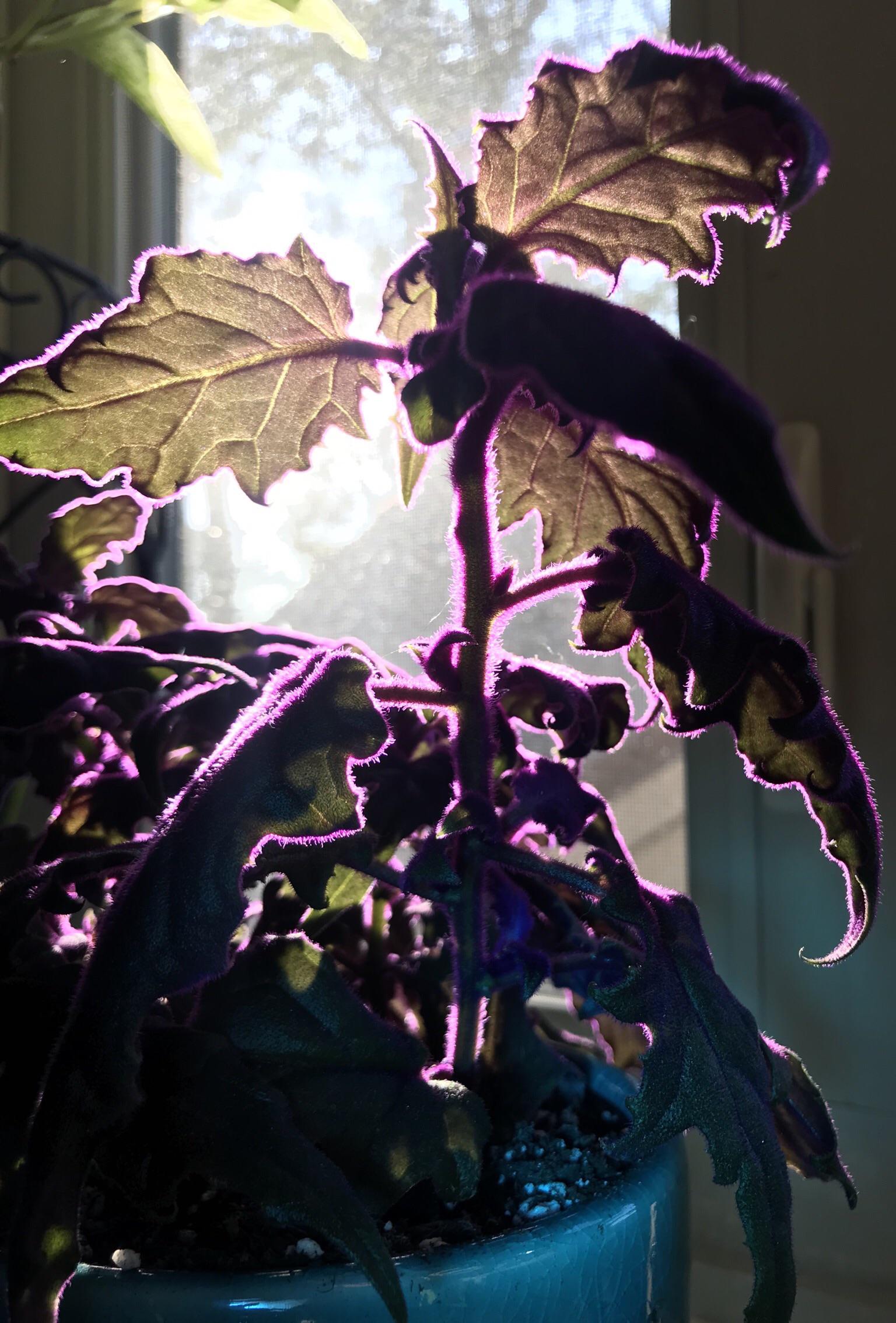 My Purple Passion plant in the evening sunlight!💜 r/houseplants