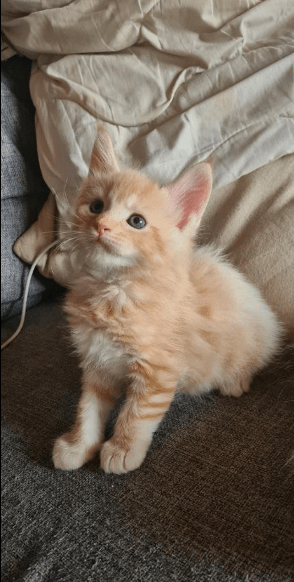 Help me name our new maine coon kitten that arrives in 8 weeks (our