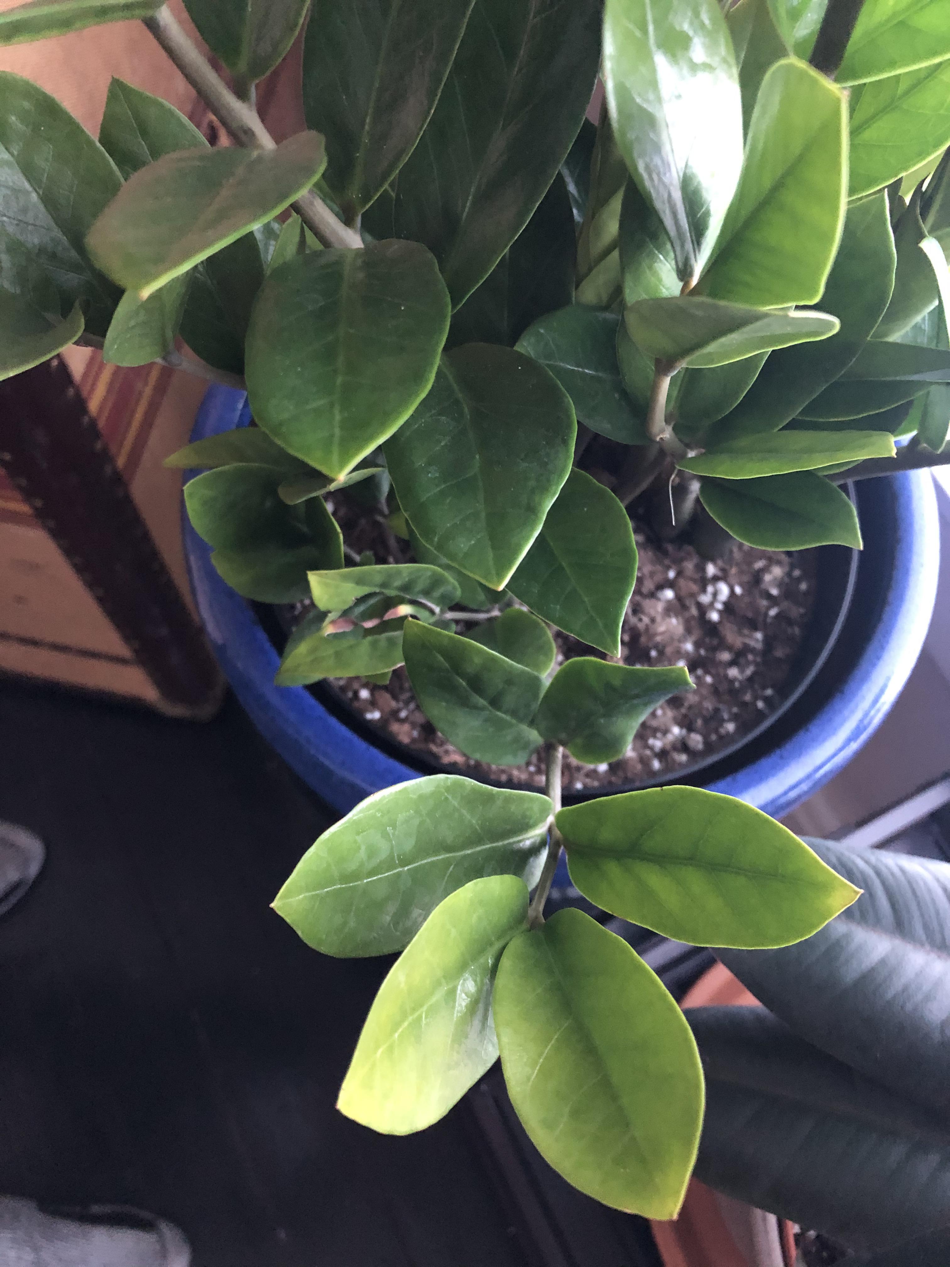 Is my ZZ plant actually underwatered or just stressed from coming home