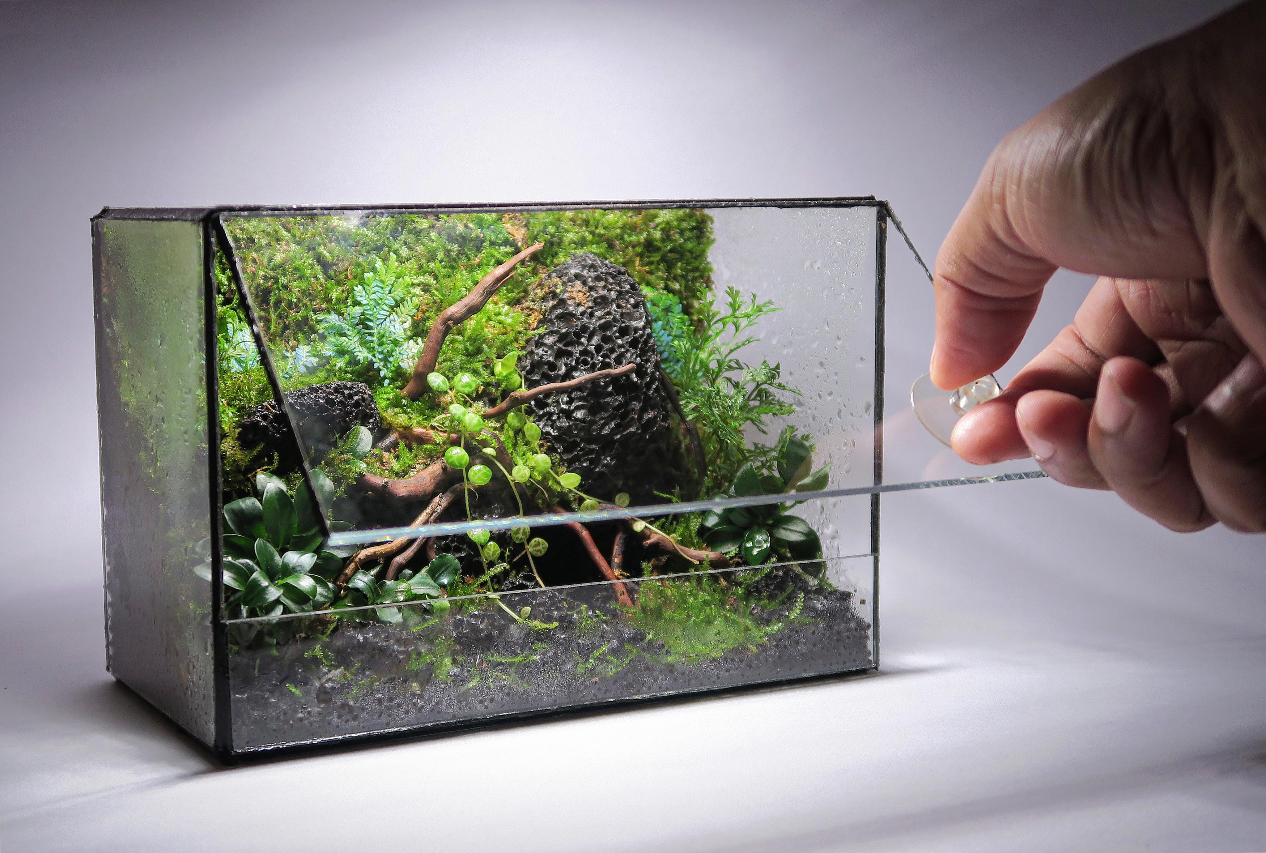 Built this glass terrarium and scaped it too r/ClosedTerrariums