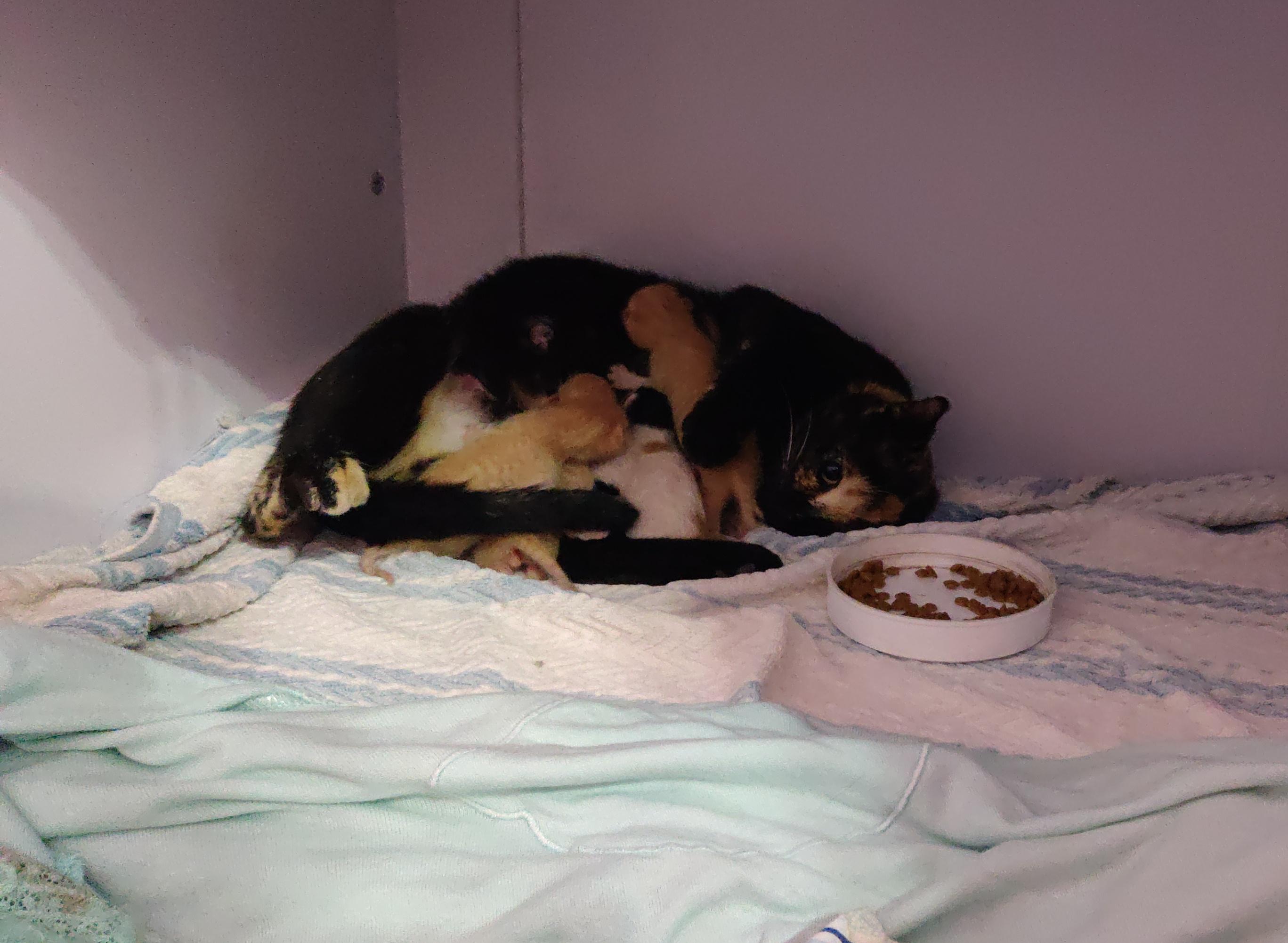 A stray cat started to come here a few days ago. She just gave birth to