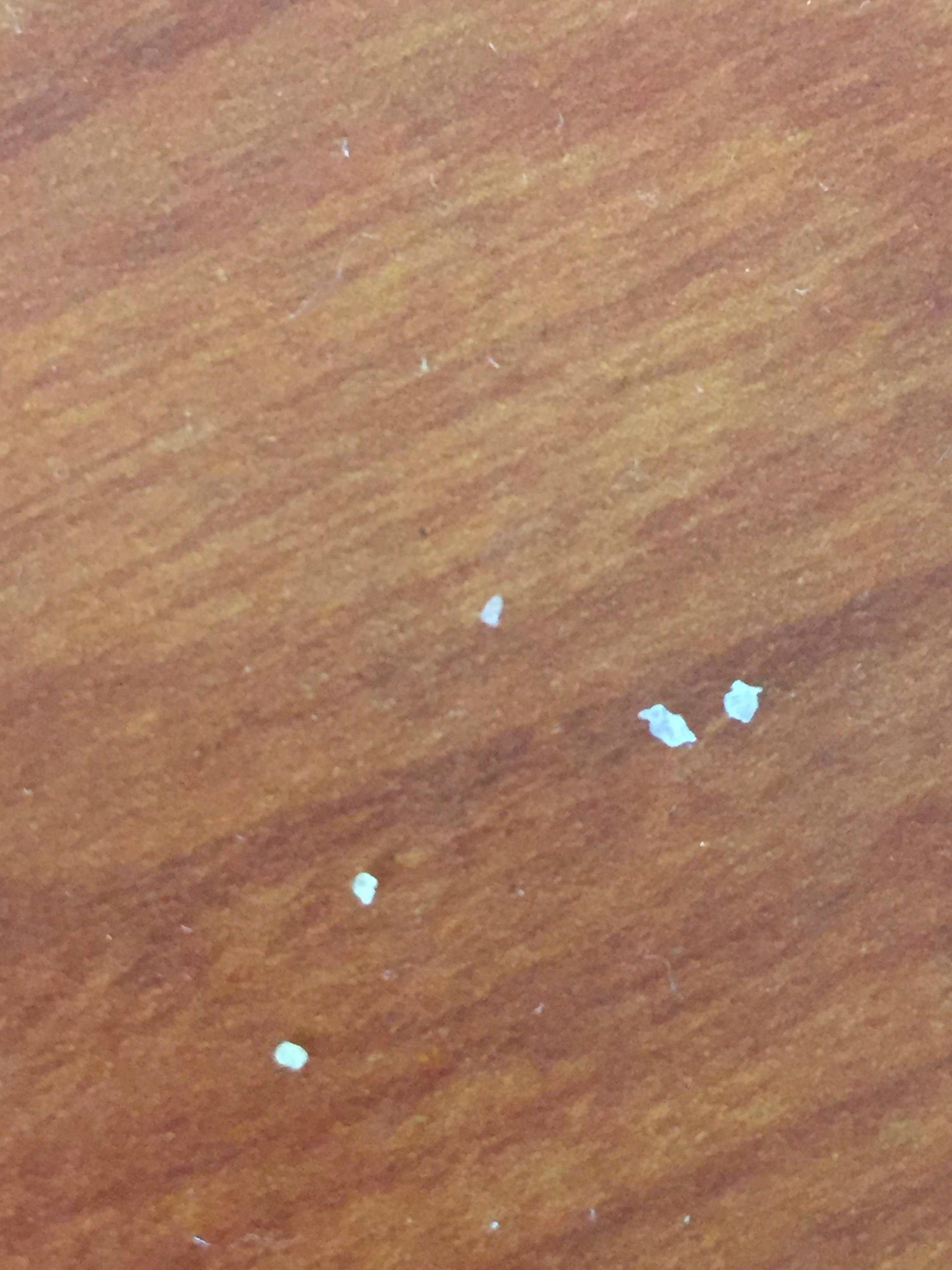 Could these be skins of bed bugs? r/Bedbugs