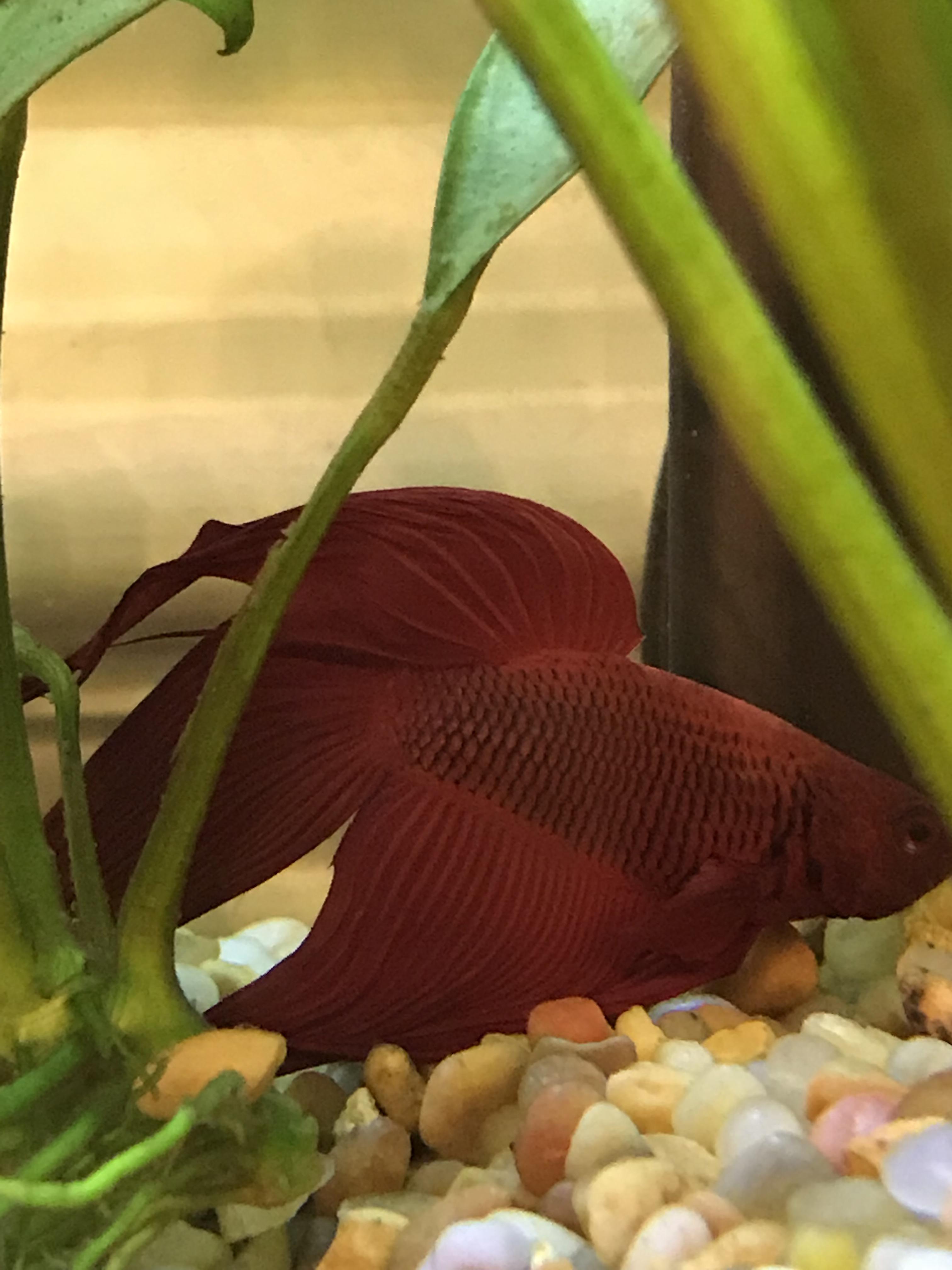 Betta throwing up and lethargic. Does this look like dropsy to you guys