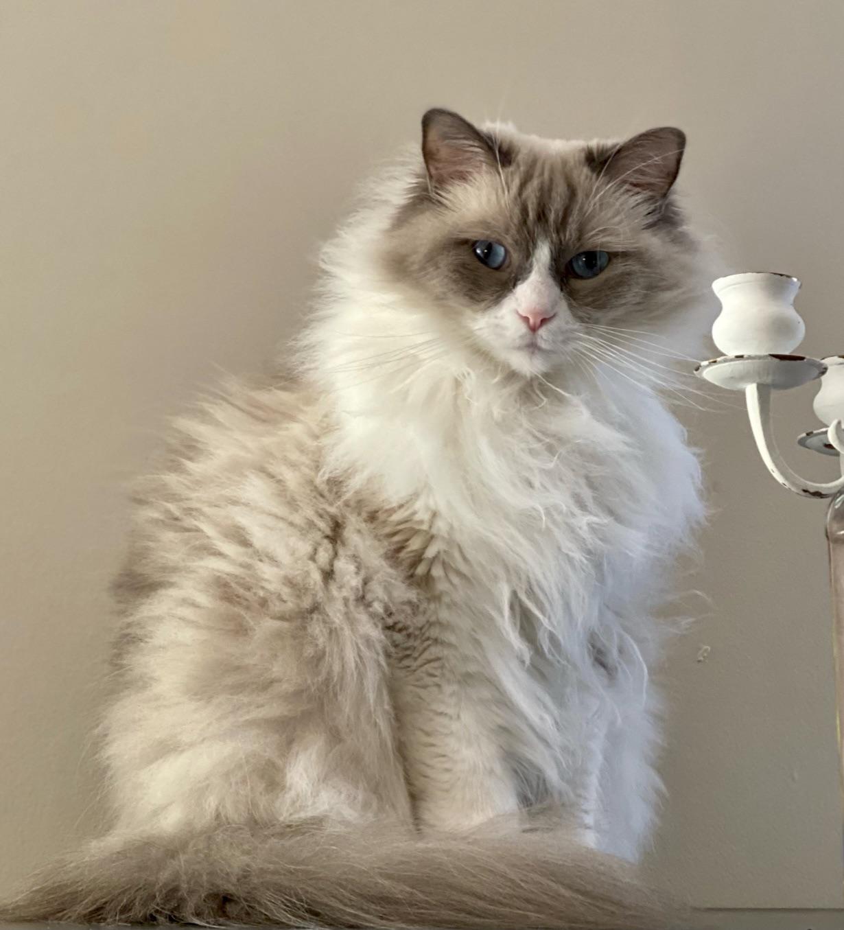 Our blue bicolor ragdoll looking very majestic. r/ragdolls