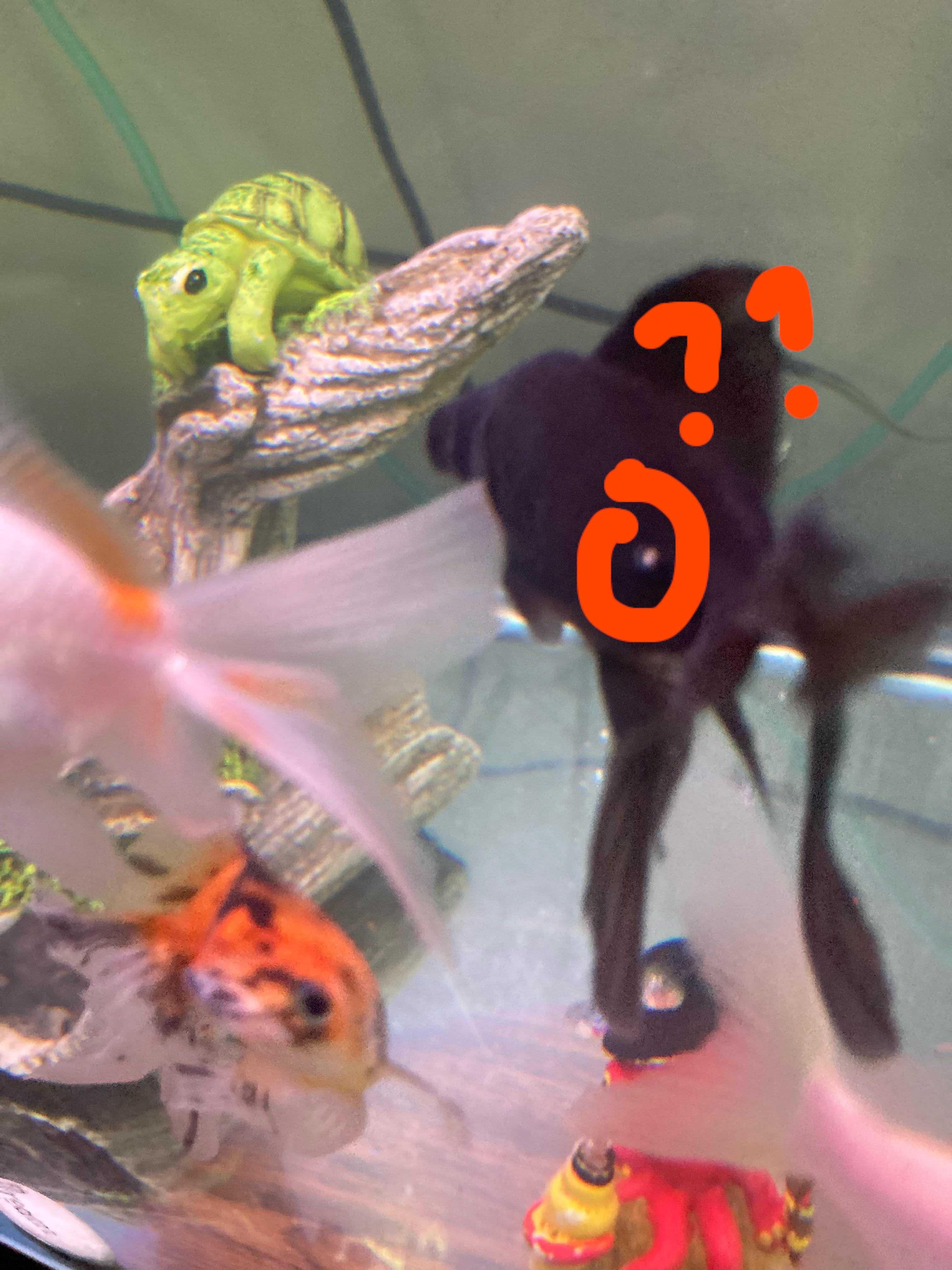 does anyone know what this white spot on my black moor is? r/Aquariums