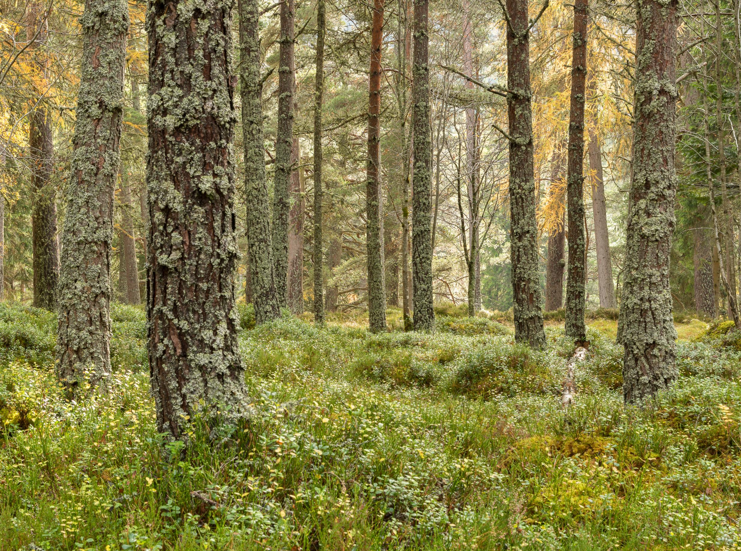 At peace in ancient woodland at Linn o' Dee, near Braemar, Scottish