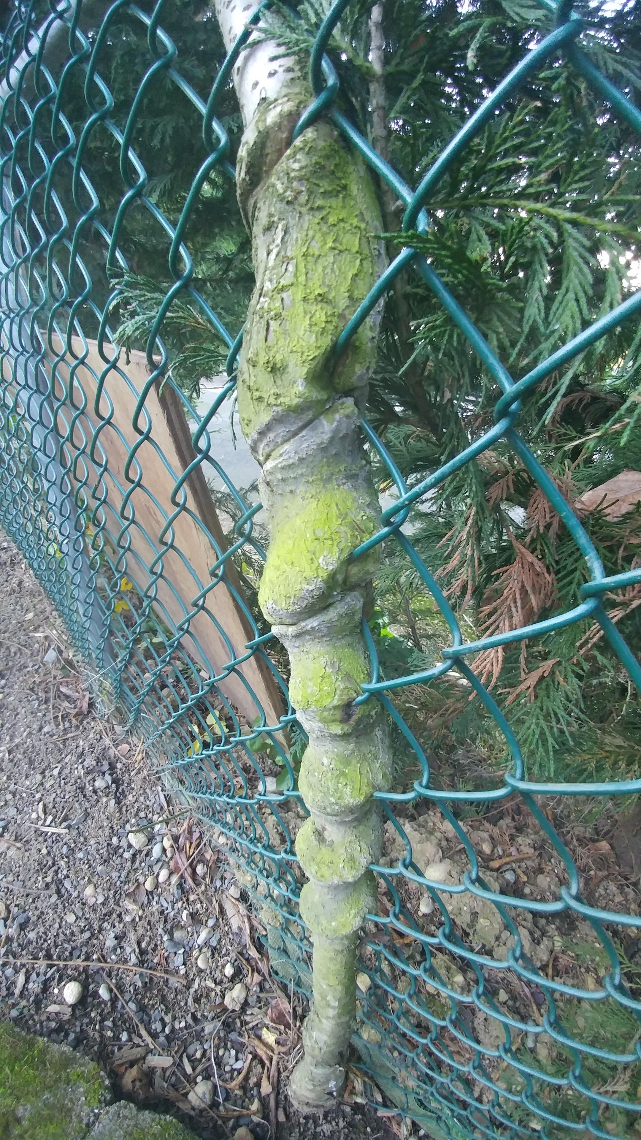 Tree grown around a chain link fence mildlyinteresting
