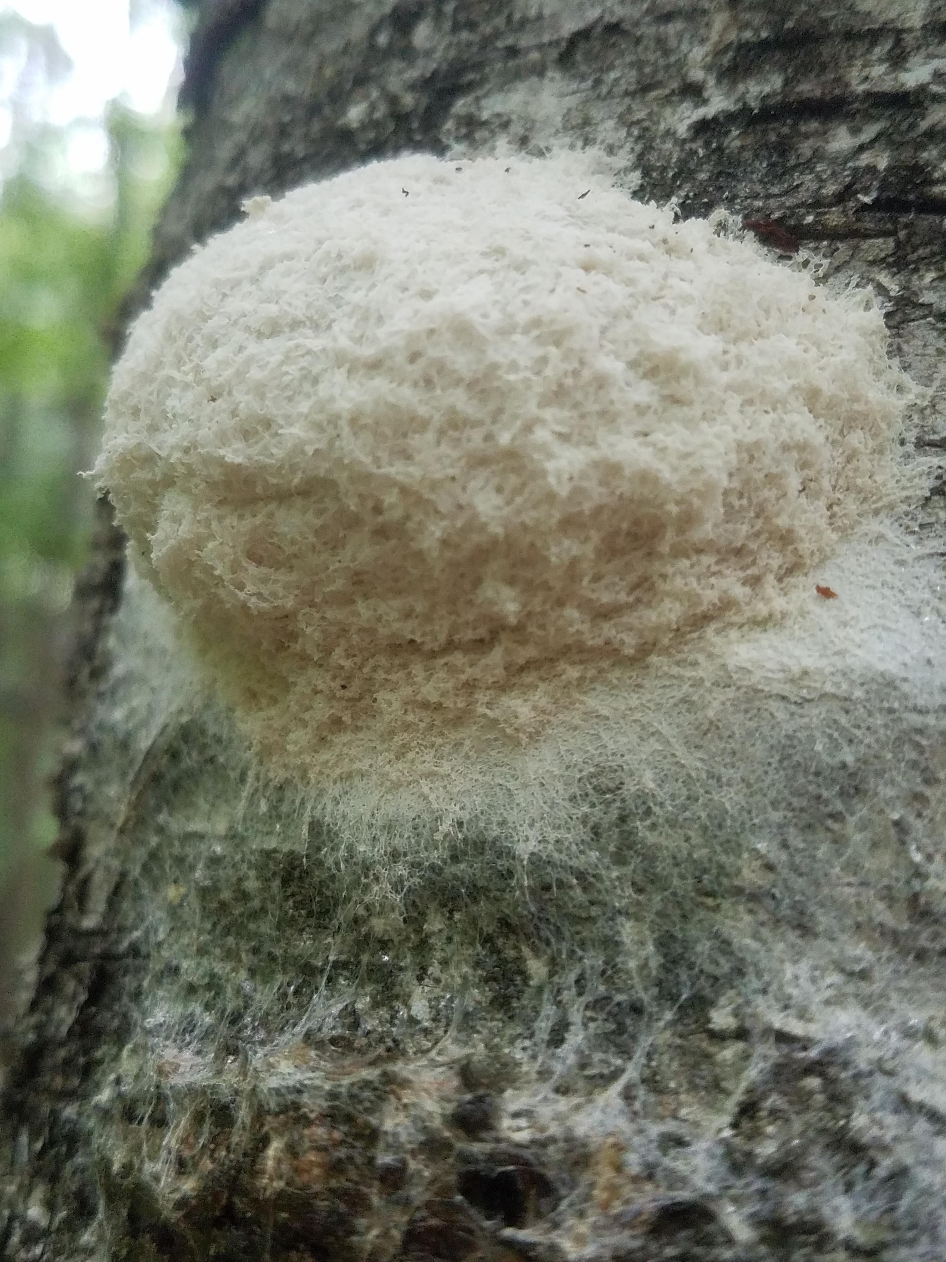 Slime mold of some sort? r/mycology
