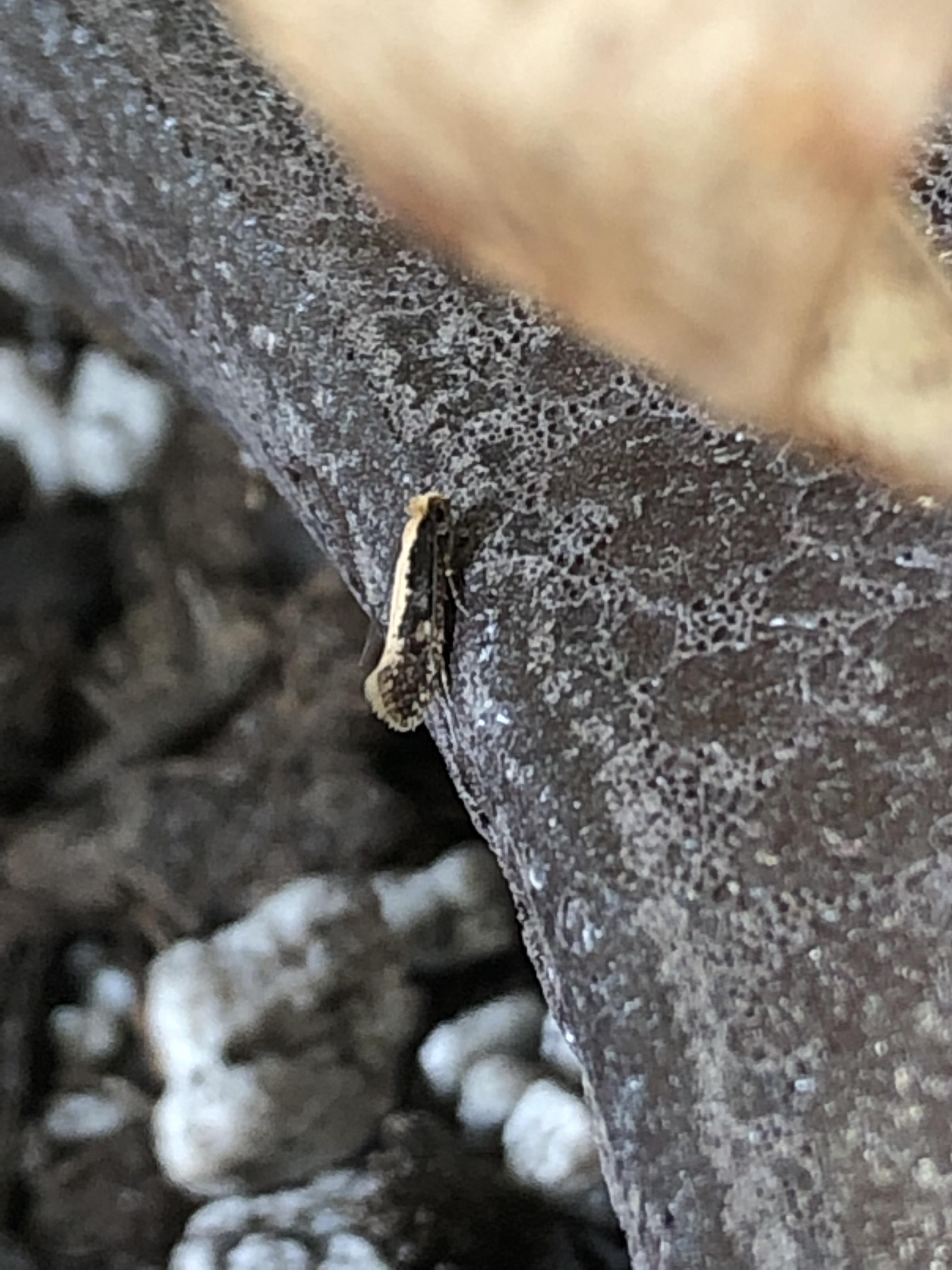 Has anyone ever heard about some moth infestation in house plants