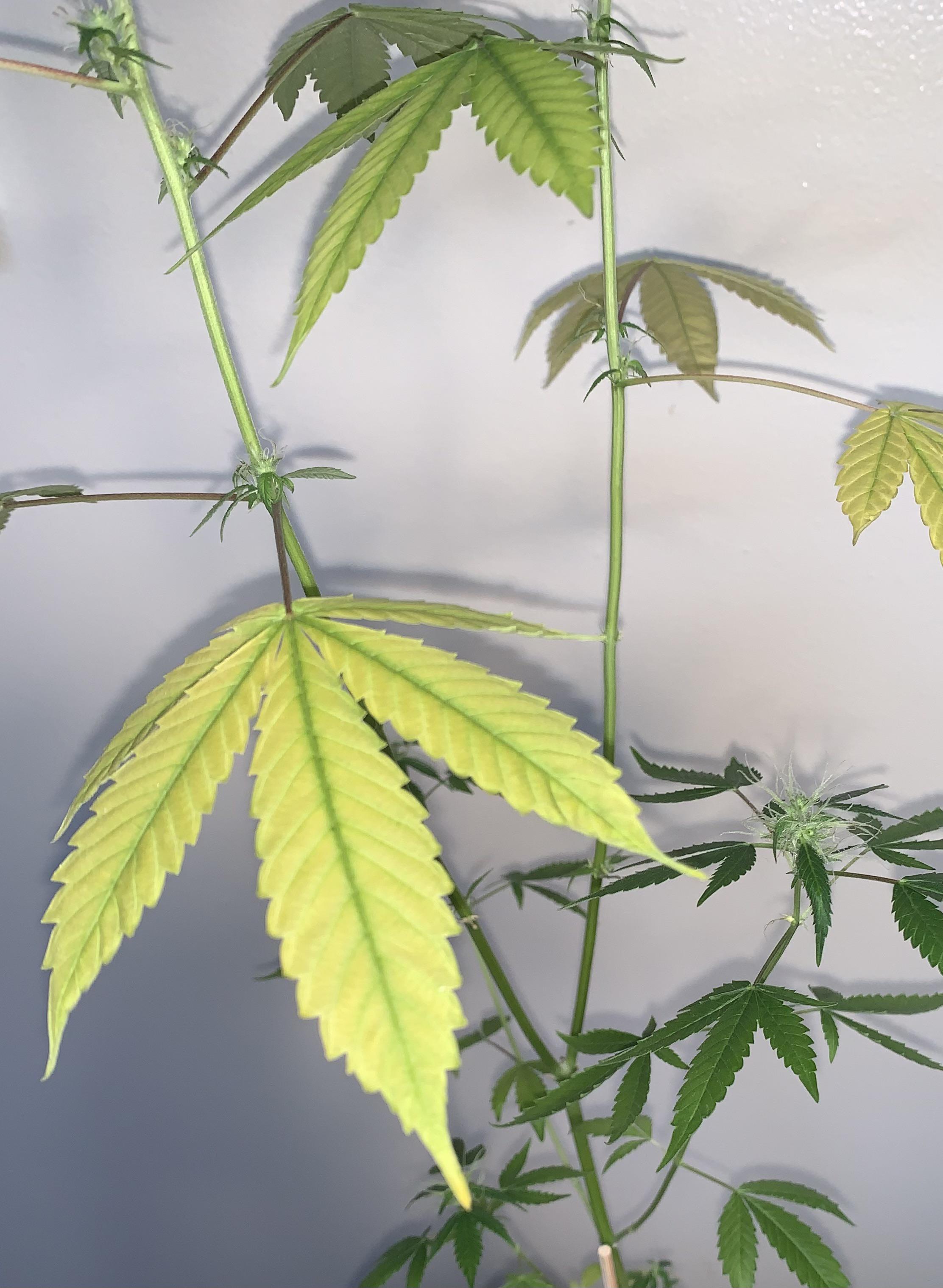 Need help ID’ing the issue middle fan leaves started yellowing. Plant