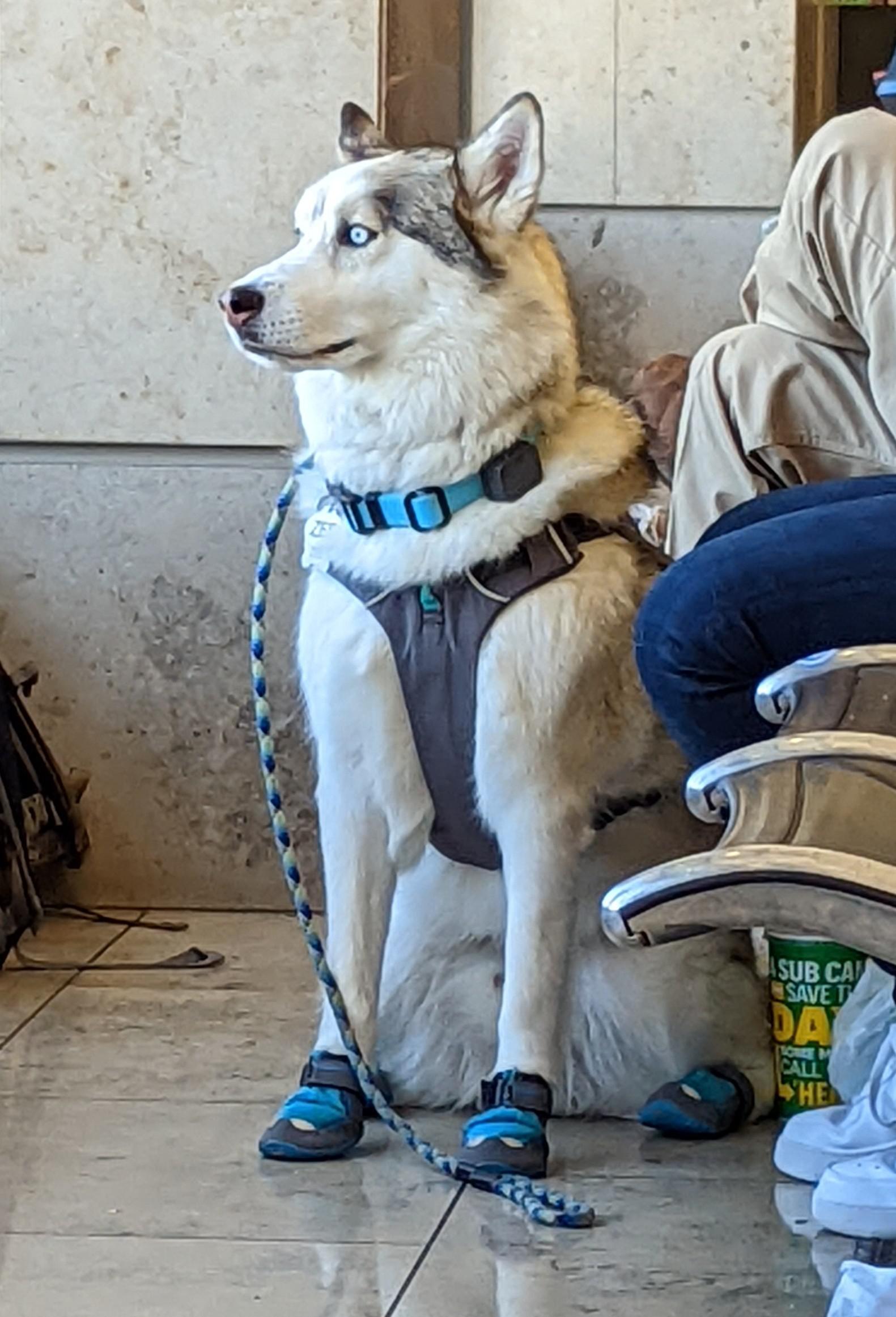 There was a service husky at my airport gate wearing little boots. They were doing a great job