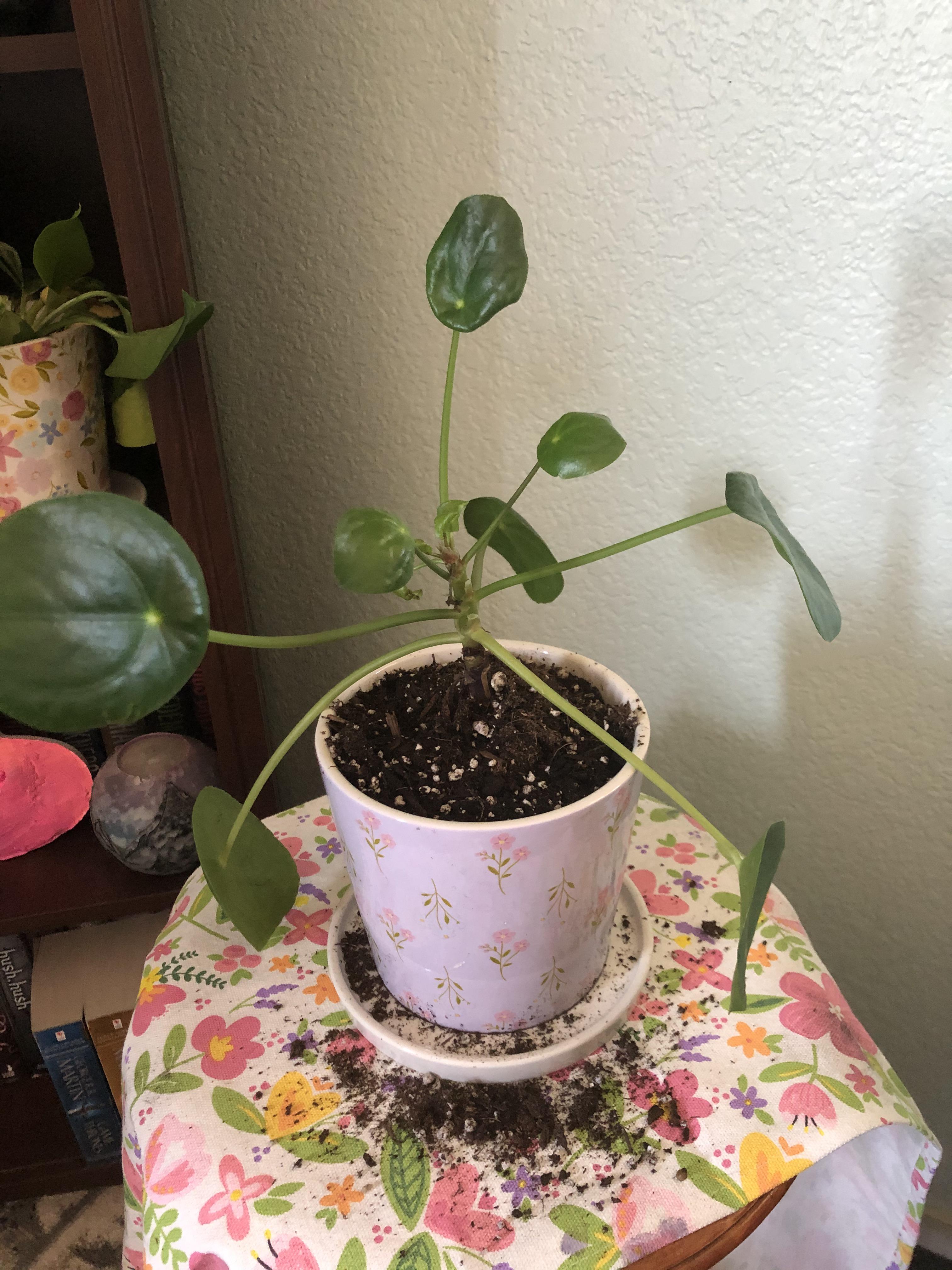 Care tips for UFO plant? r/houseplants