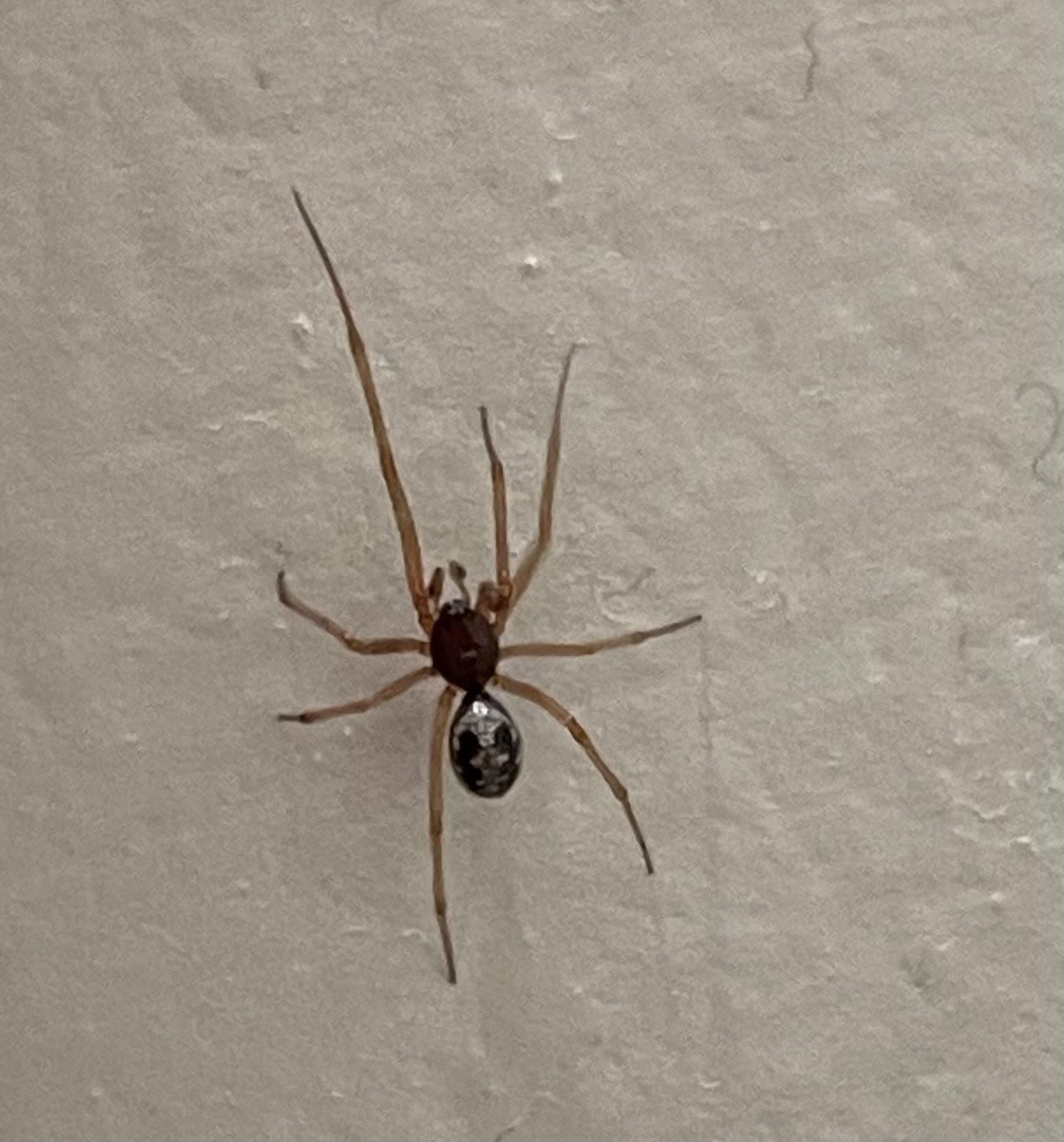 Skull on butt Red Spider East Coast : r/whatbugisthis