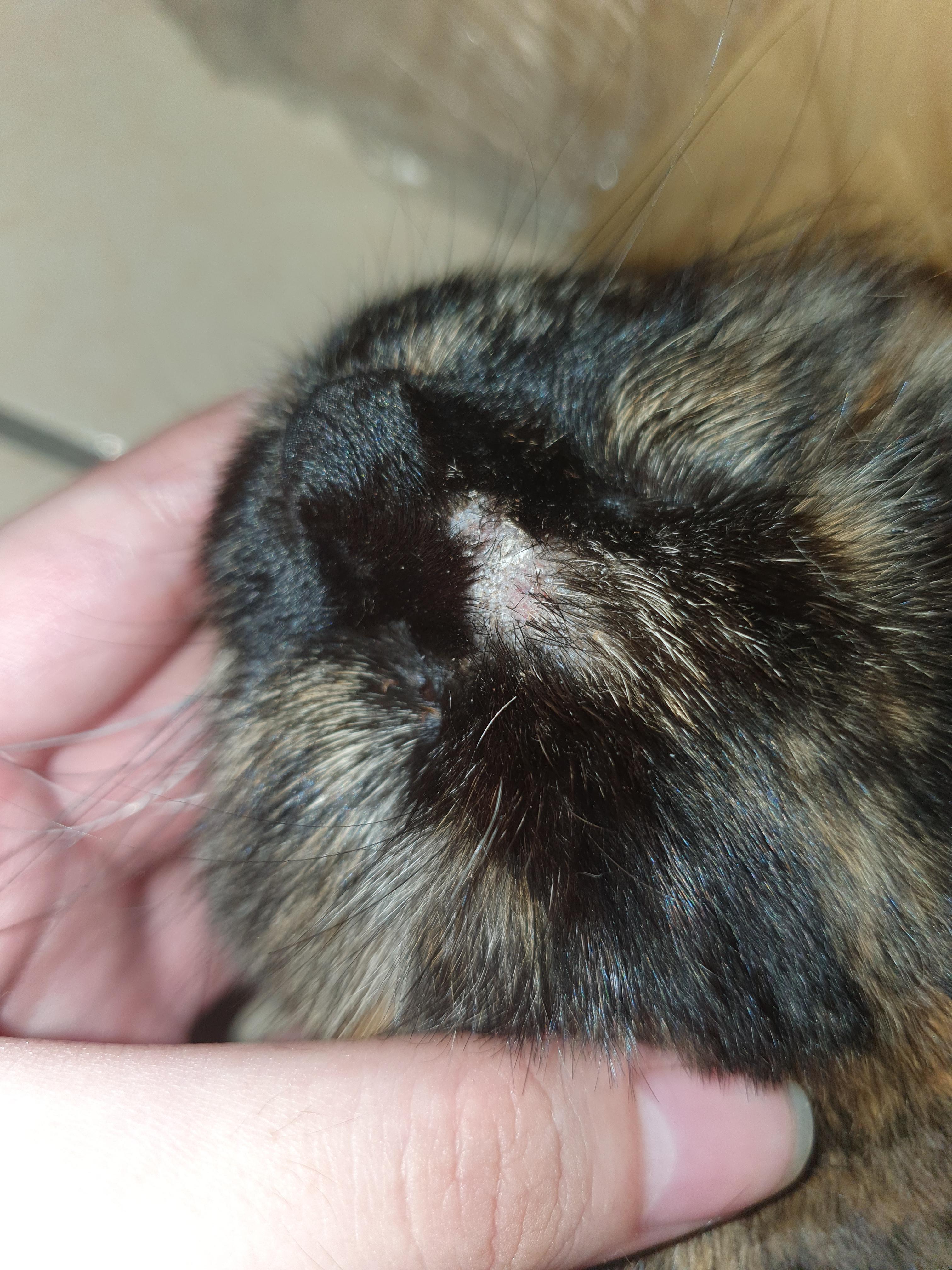 pulled out what i thought was a clump of dirt on my cat's forehead. turns out it was her fur and