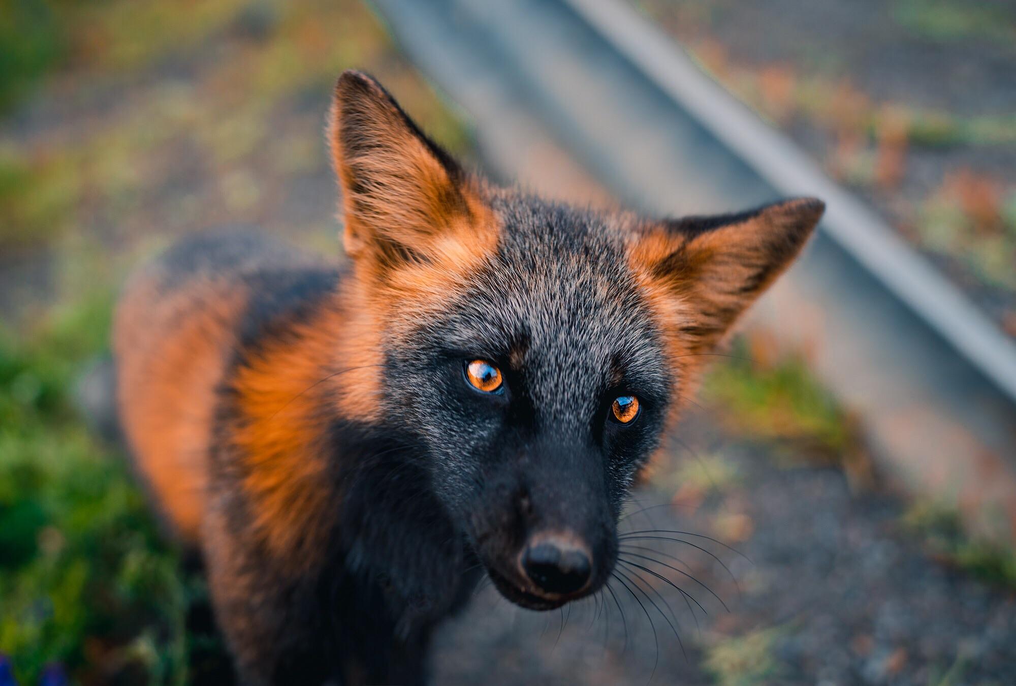 Hey Redditers here a shot I took of this wild fox in Newfoundland