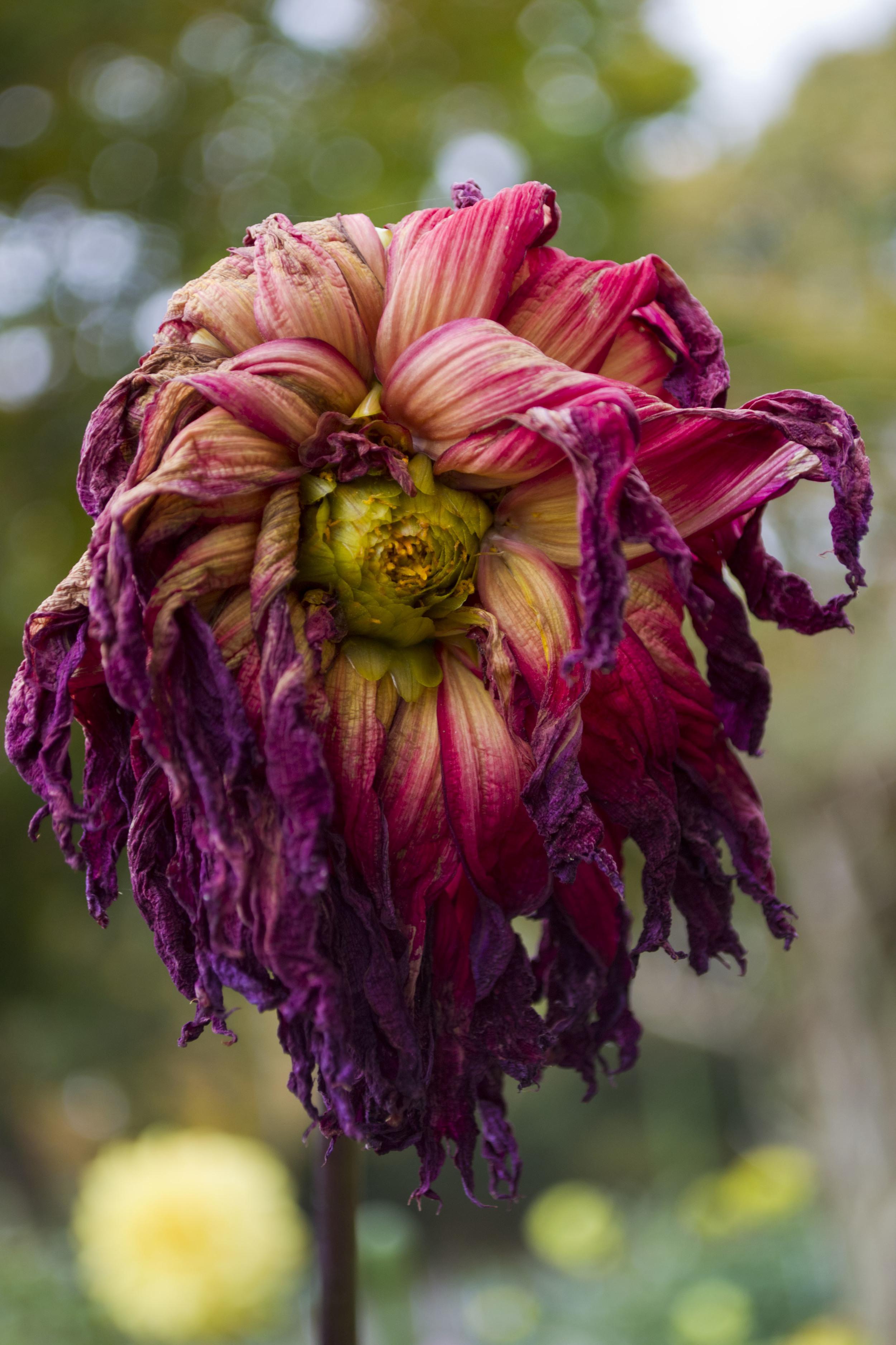 One of most favorite photos I've ever taken Wilting Dahlia r/flowers